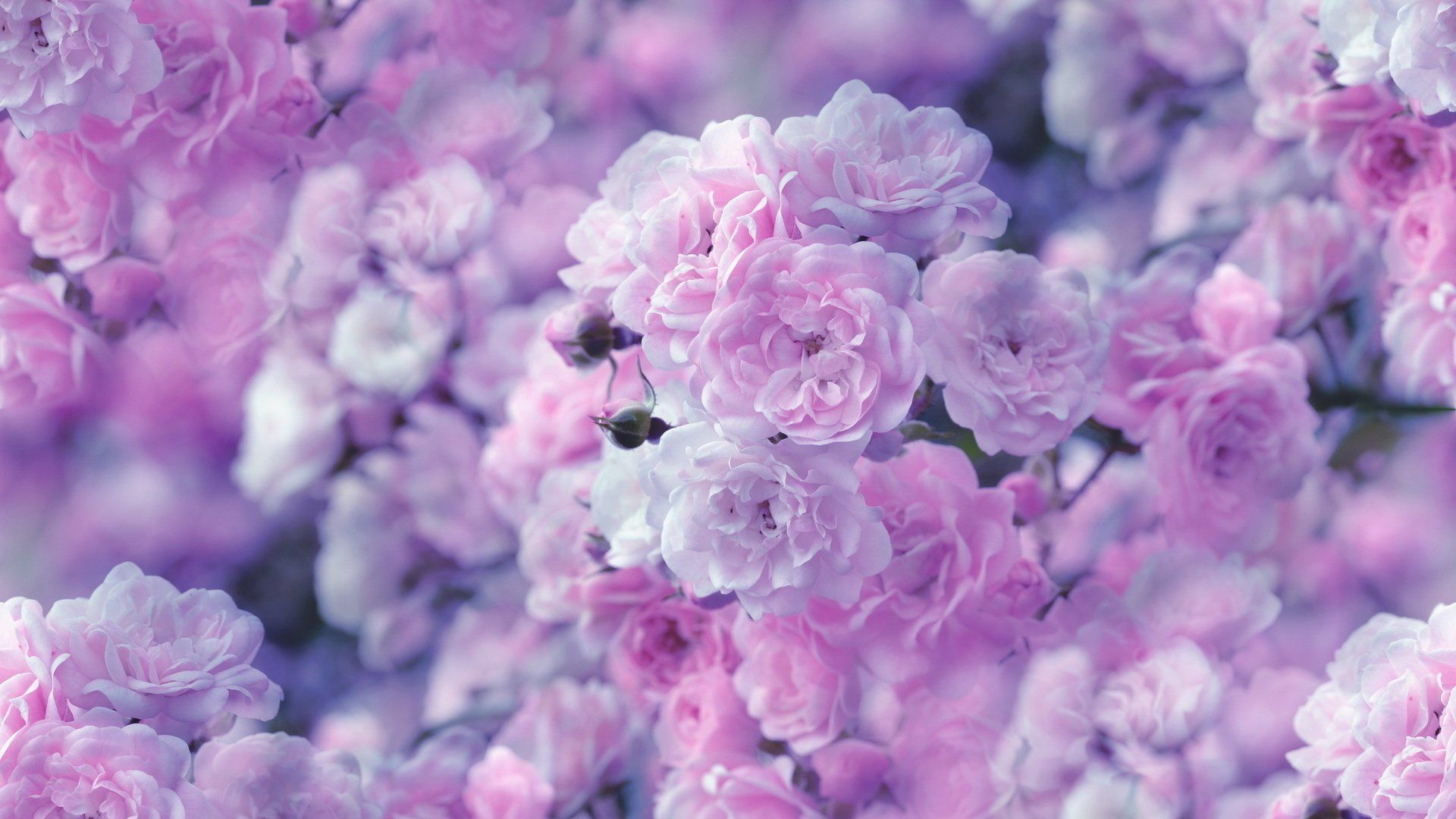 Fiori rosa e viola, 1920x1080 1080p, PC