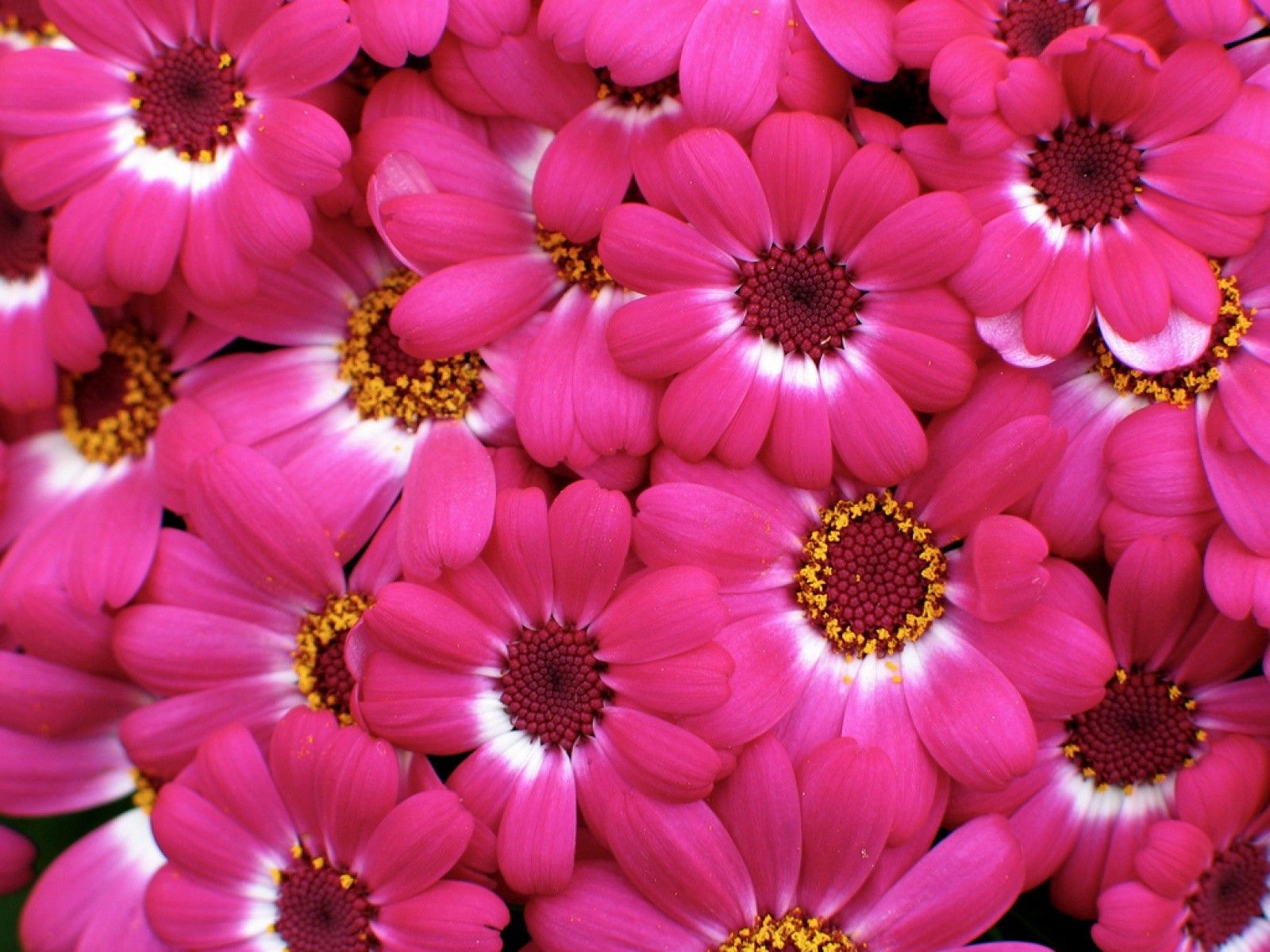 Fiori rosa cineraria fioriti, 1600x1200 900p, Laptop
