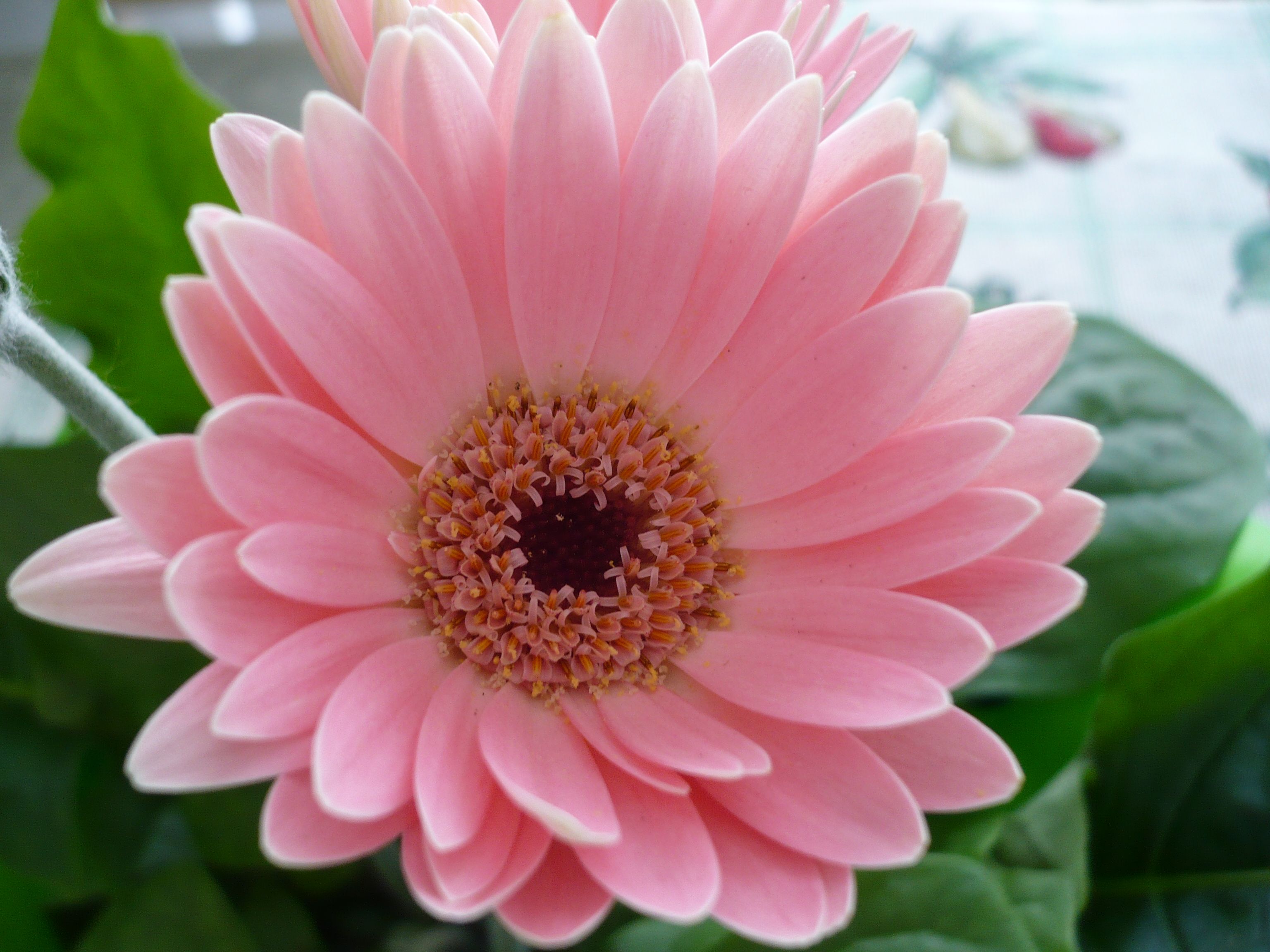 Fiore gerbera rosa con foglie verdi, 3072x2304 WQXGA, Desktop
