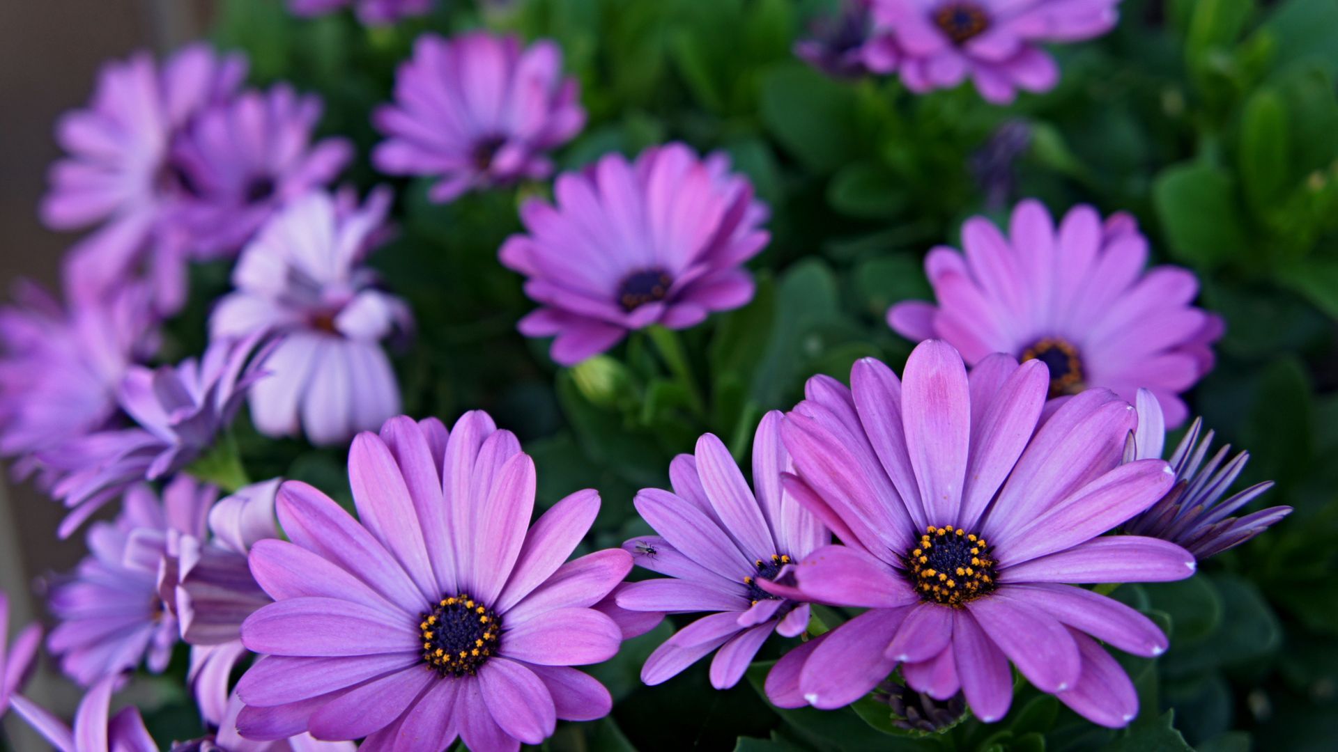 Fiori margherite viola, 1920x1080 Full HD, PC