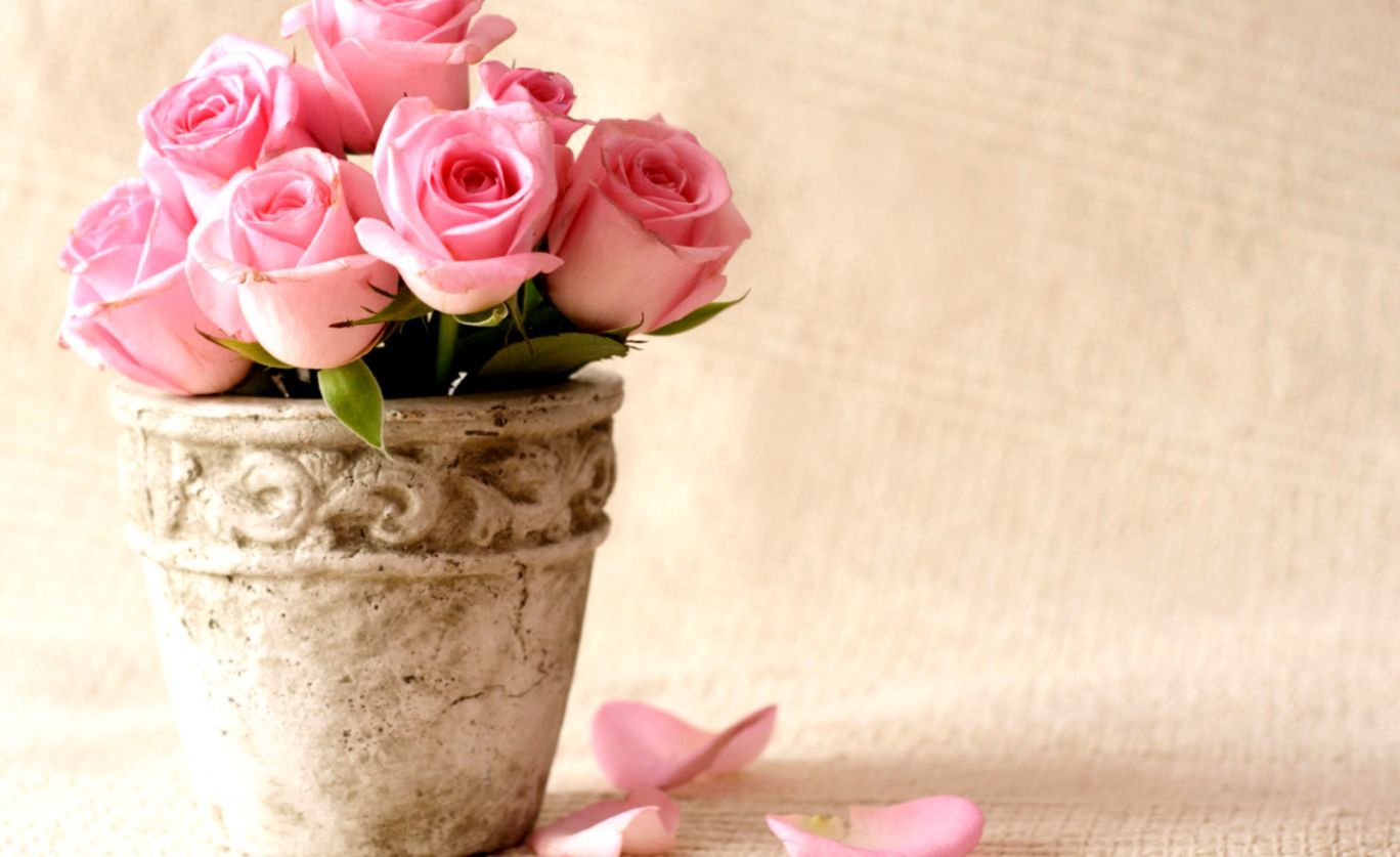 Rose rosa in vaso, 1368x837 HD, Desktop