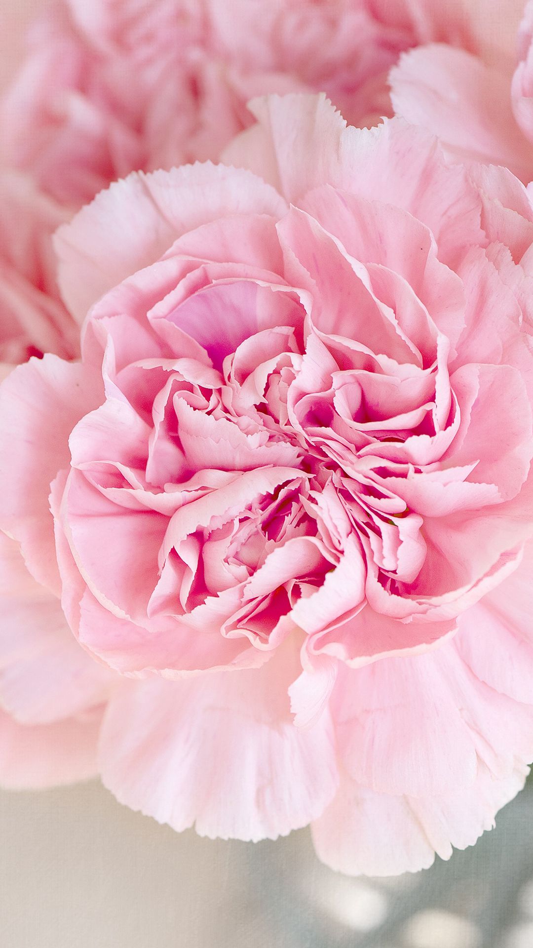 Garofano rosa in primo piano, 1080x1920 Full HD Verticale, iPhone