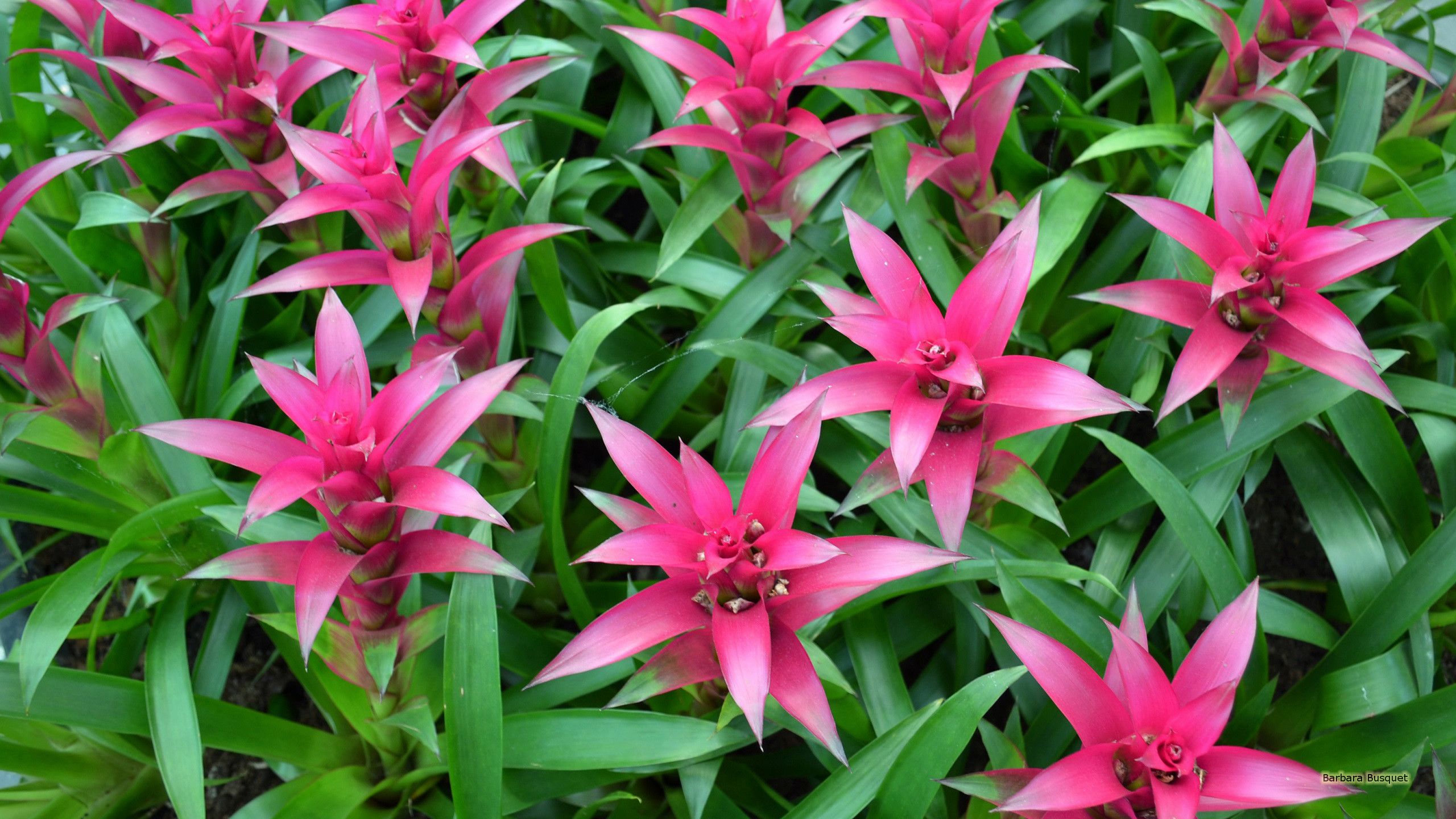 Fiori rosa tropicali con foglie, 2560x1440 1440p, Desktop