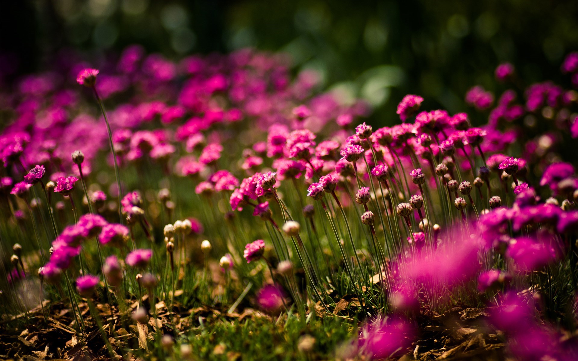 Fiori rosa in campo, 1920x1200 WUXGA, iMac