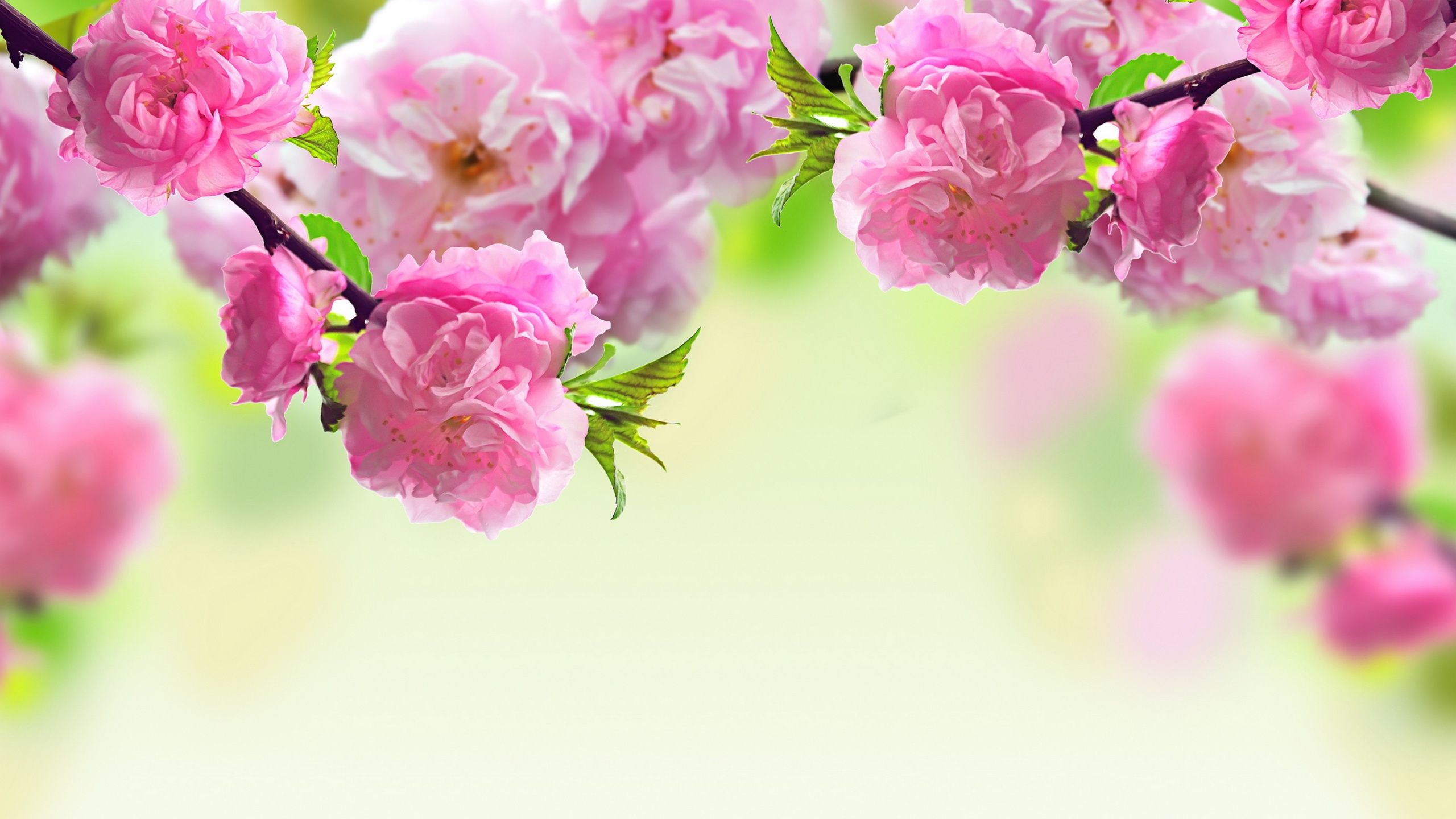 Fiori rosa su ramo, 2560x1440 2K, Desktop