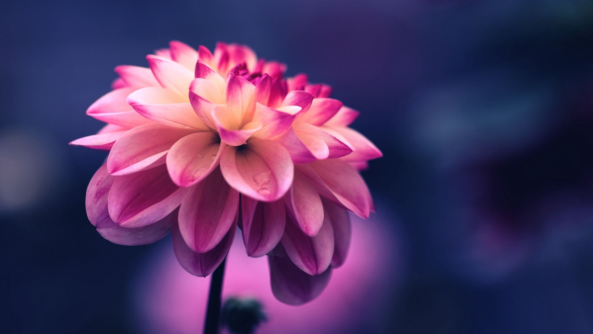 Dahlia rosa sfondo blu, 1920x1080 Full HD 1080p, Desktop