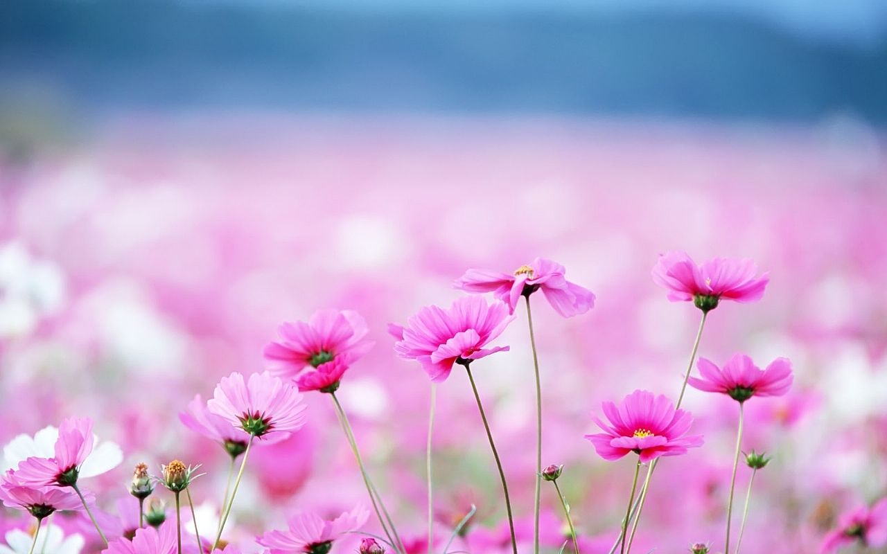 Fiori rosa cosmea campo, 1280x800 720p, PC