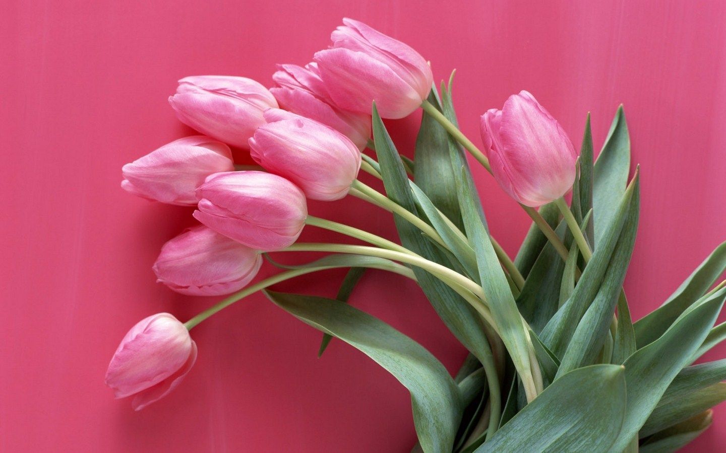 Tulipani rosa su sfondo rosa, 1440x900 HD, Desktop