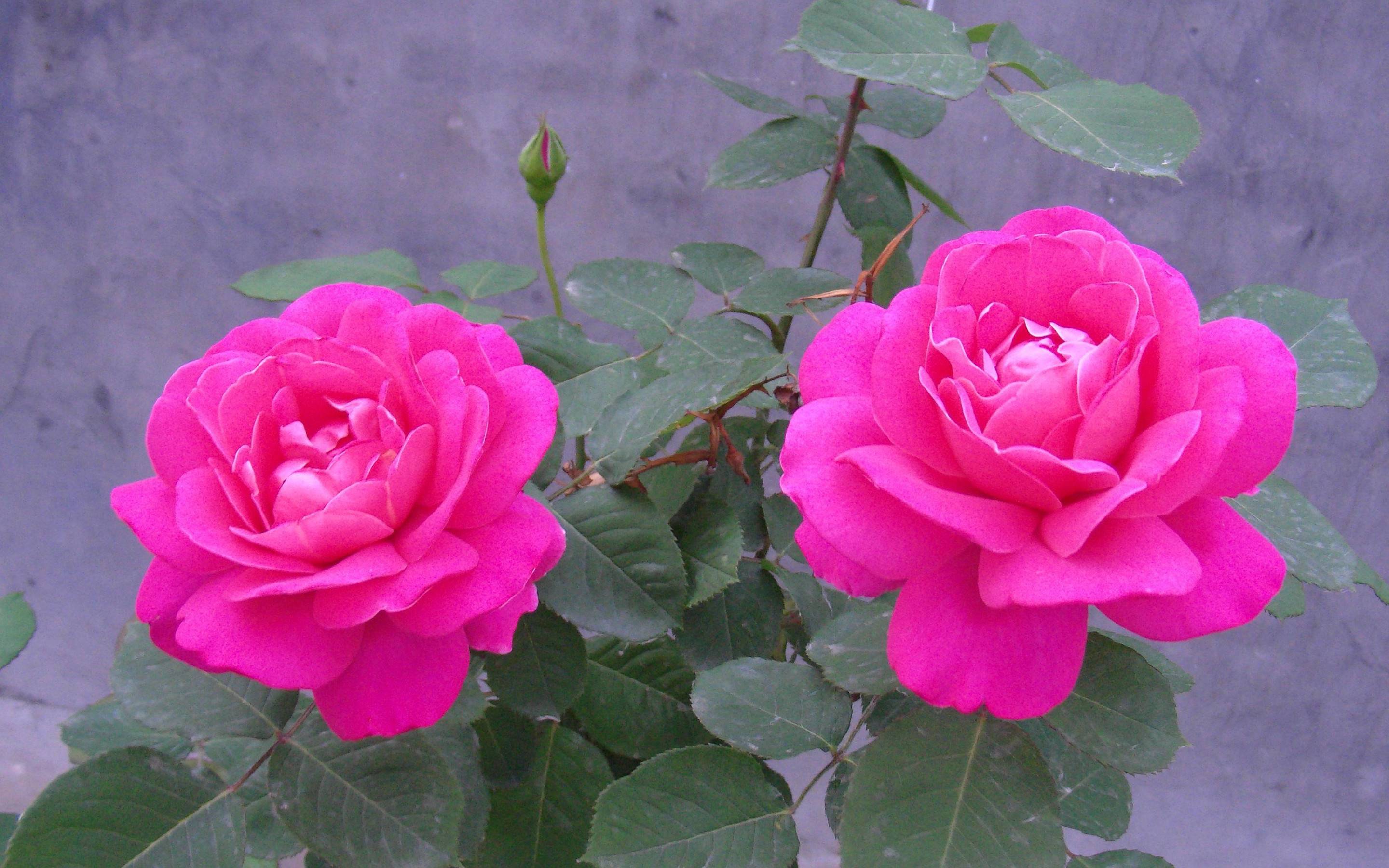 Rose rosa fucsia fiorite, 2880x1800 2K, Desktop