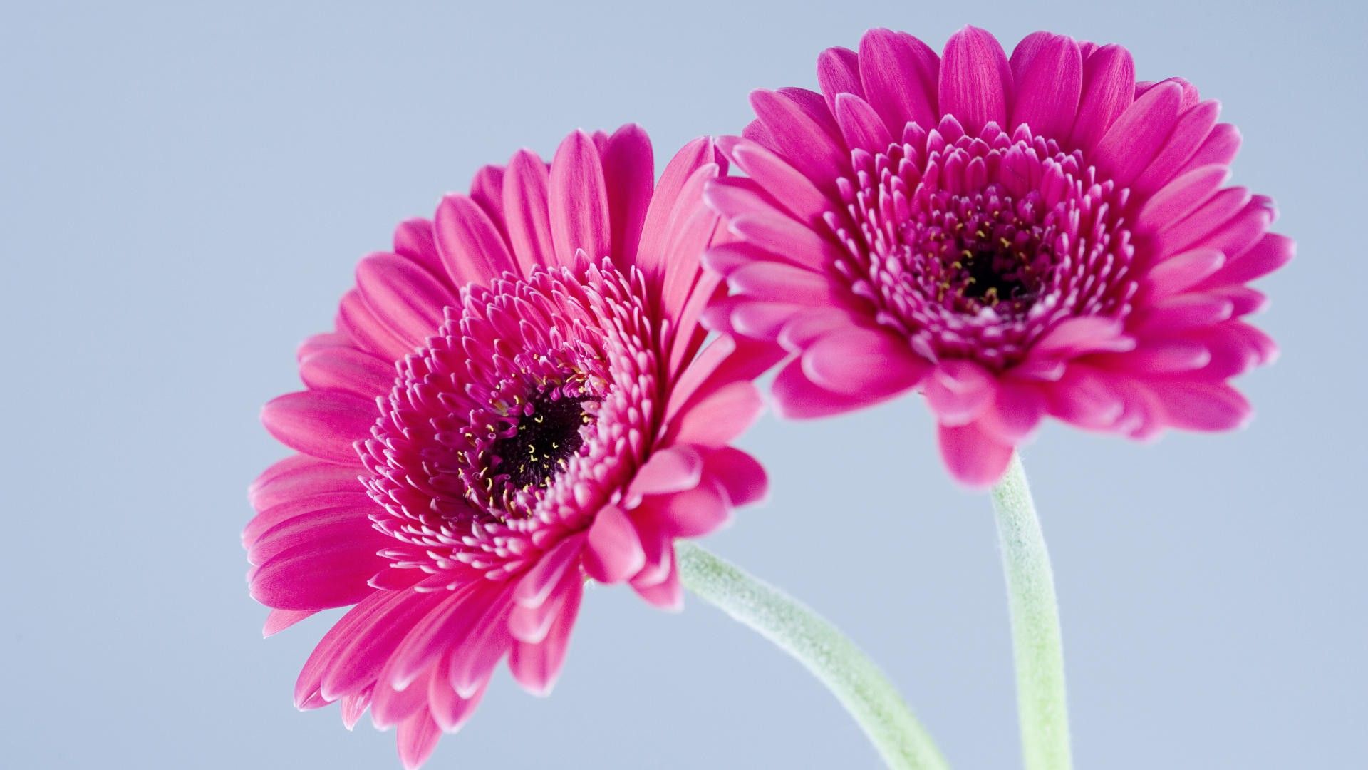 Due fiori gerbera rosa, 1920x1080 1080p, Desktop