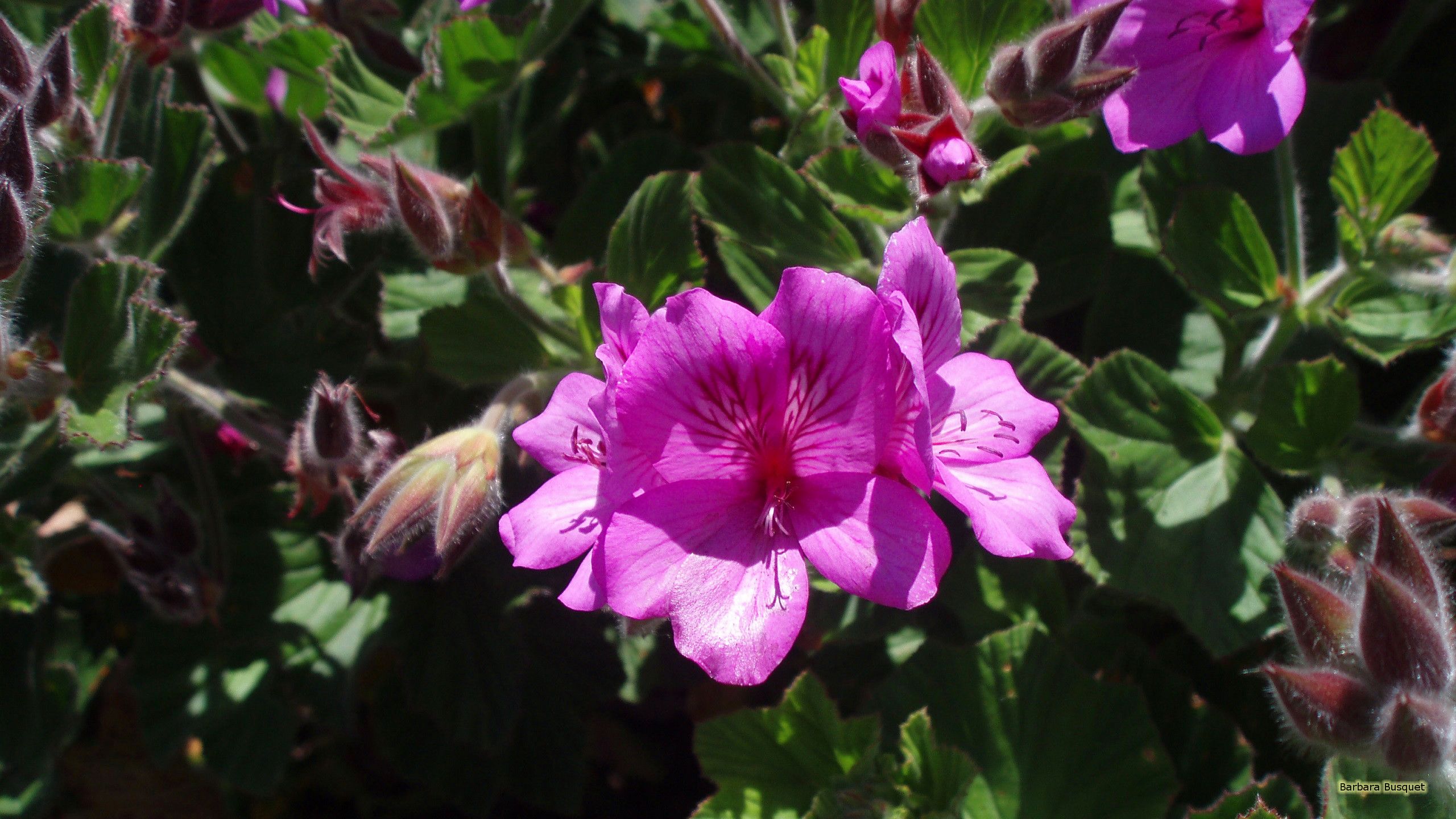 Fiori rosa geranio, 2560x1440 QHD, Laptop
