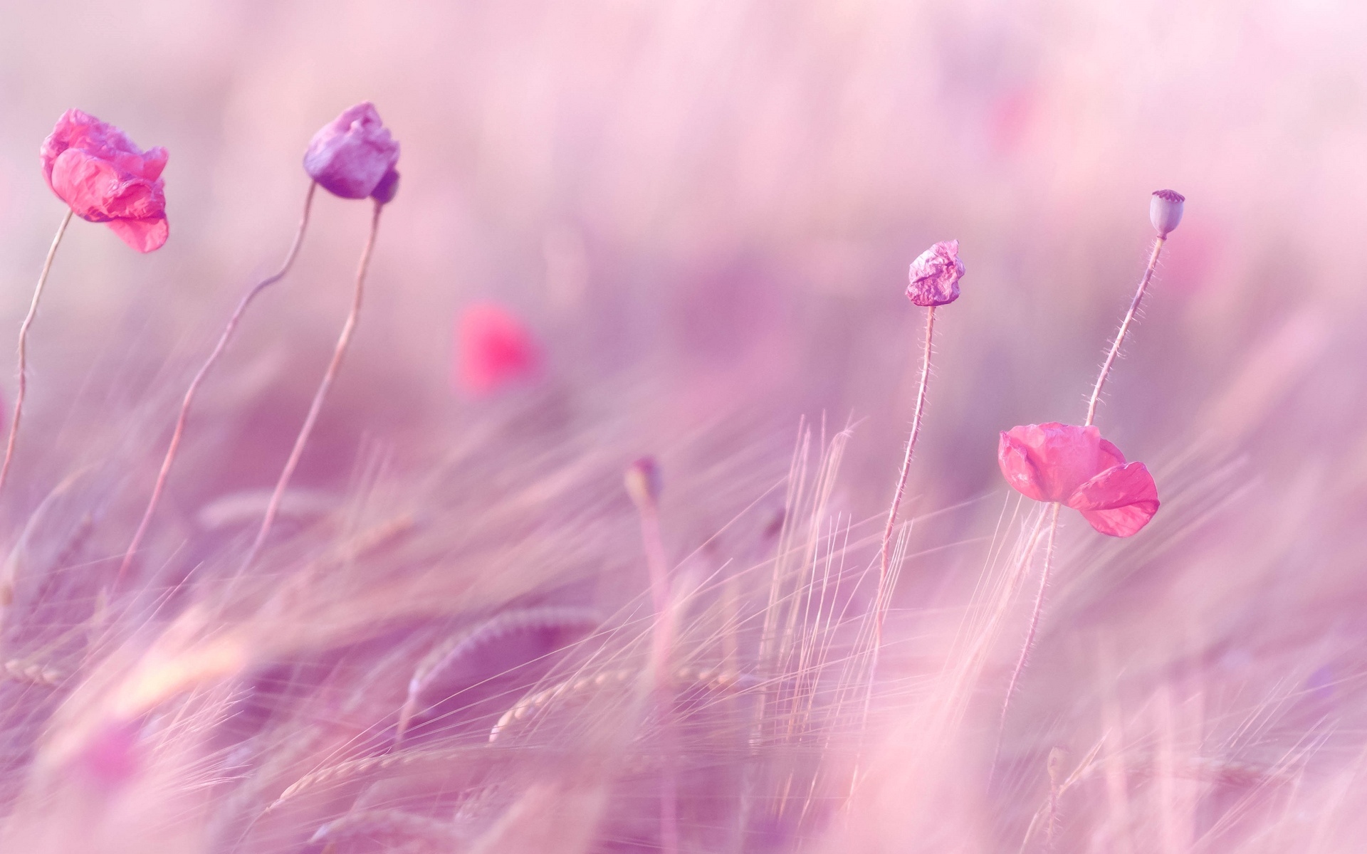 Fiori rosa sfocati campo, 1920x1200 Full HD+ WUXGA, Laptop