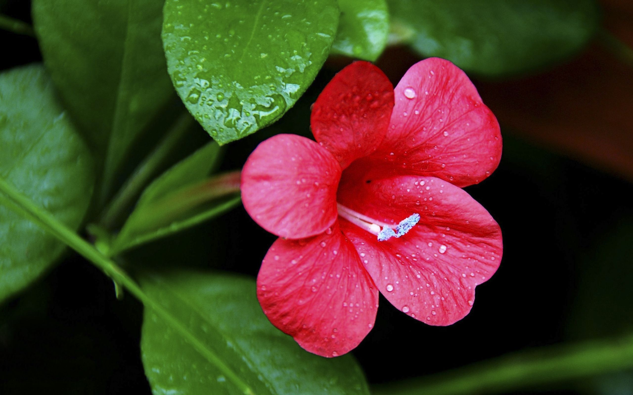 Fiore rosso con gocce d'acqua, 2560x1600 2K, Desktop