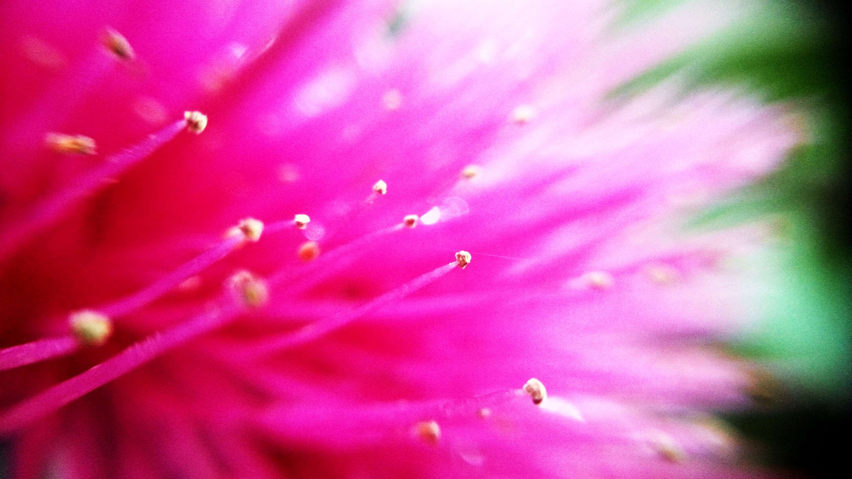 Fiore rosa macro sfocato, 3328x1872 WQXGA, PC