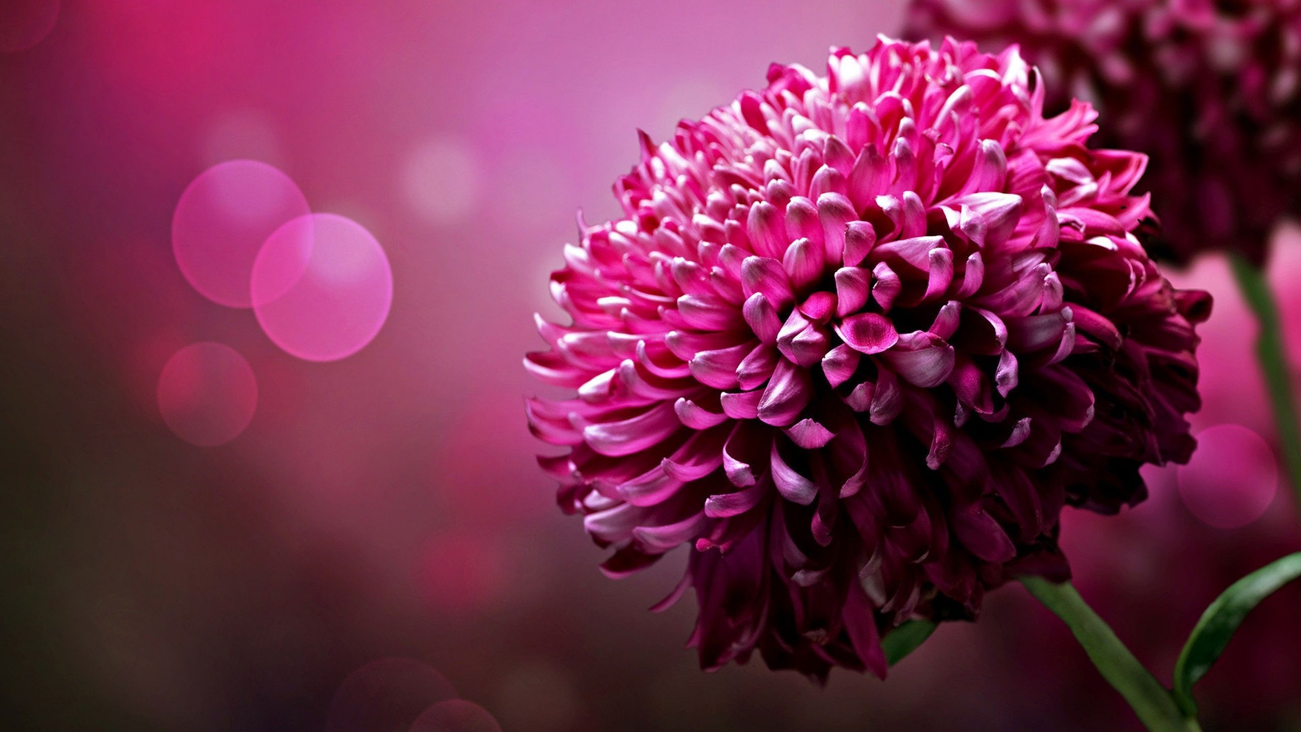 Fiore rosa dalia sfocato, 2560x1440 QHD, Monitor Gaming