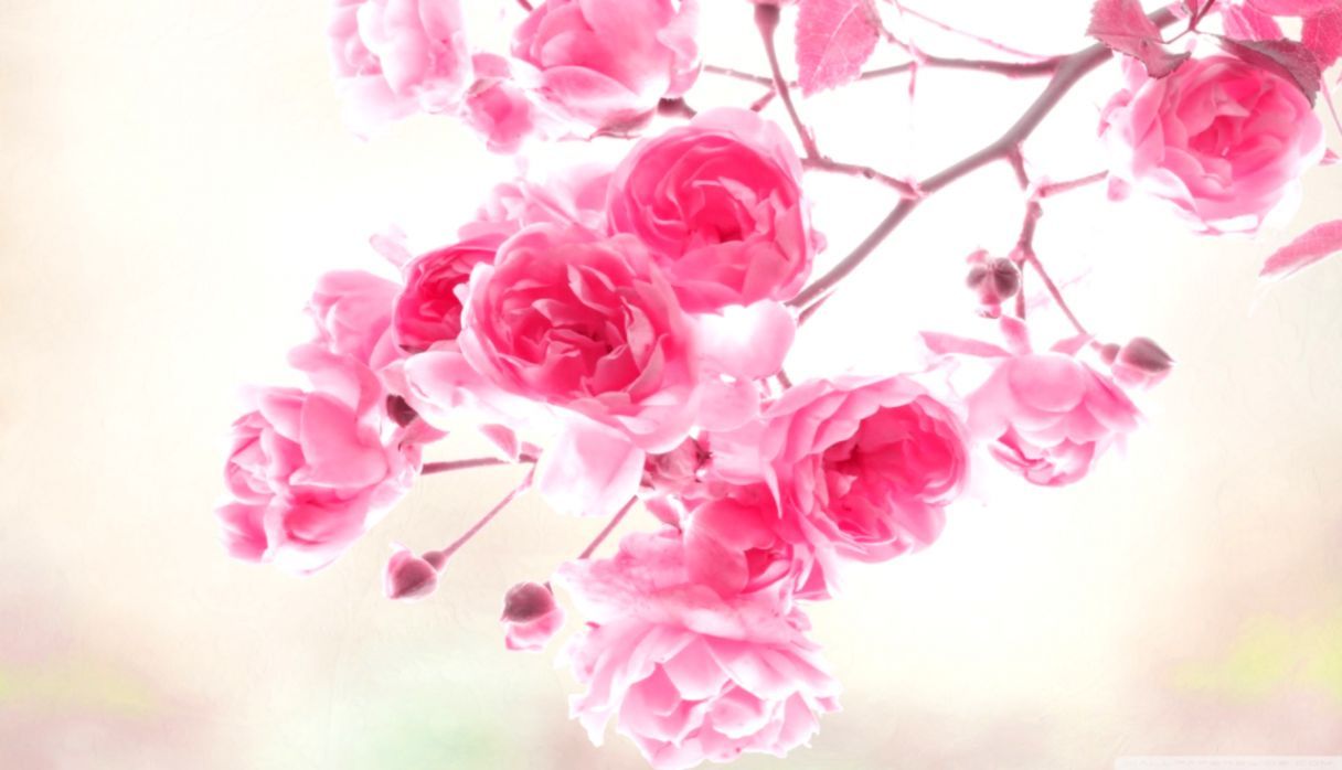 Rose rosa su ramo, 1216x698 HD, PC Desktop