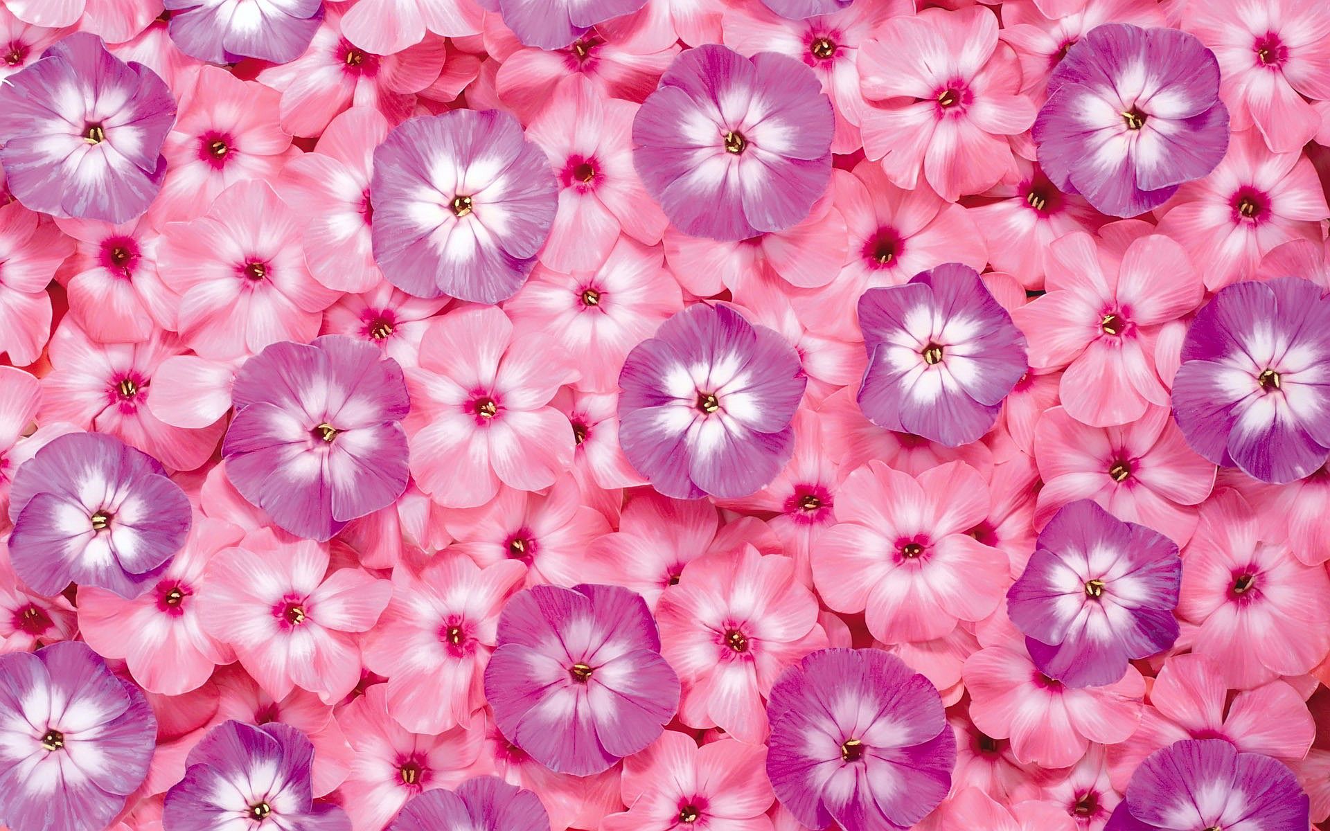 Fiori rosa e viola, 1920x1200 WUXGA, PC