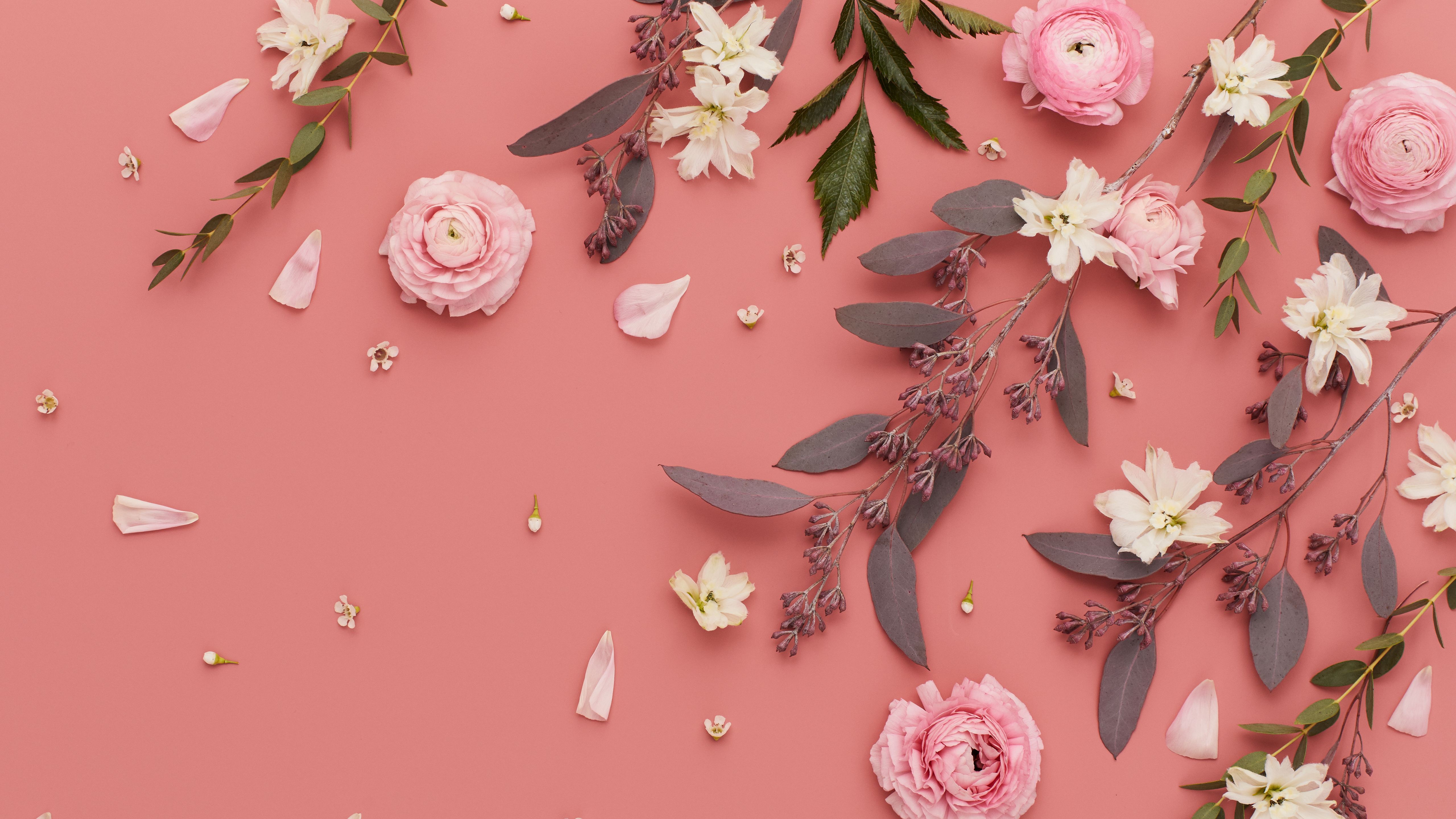 Fiori rosa e bianchi sfondo rosa, 5120x2880 4K Ultra HD, Desktop