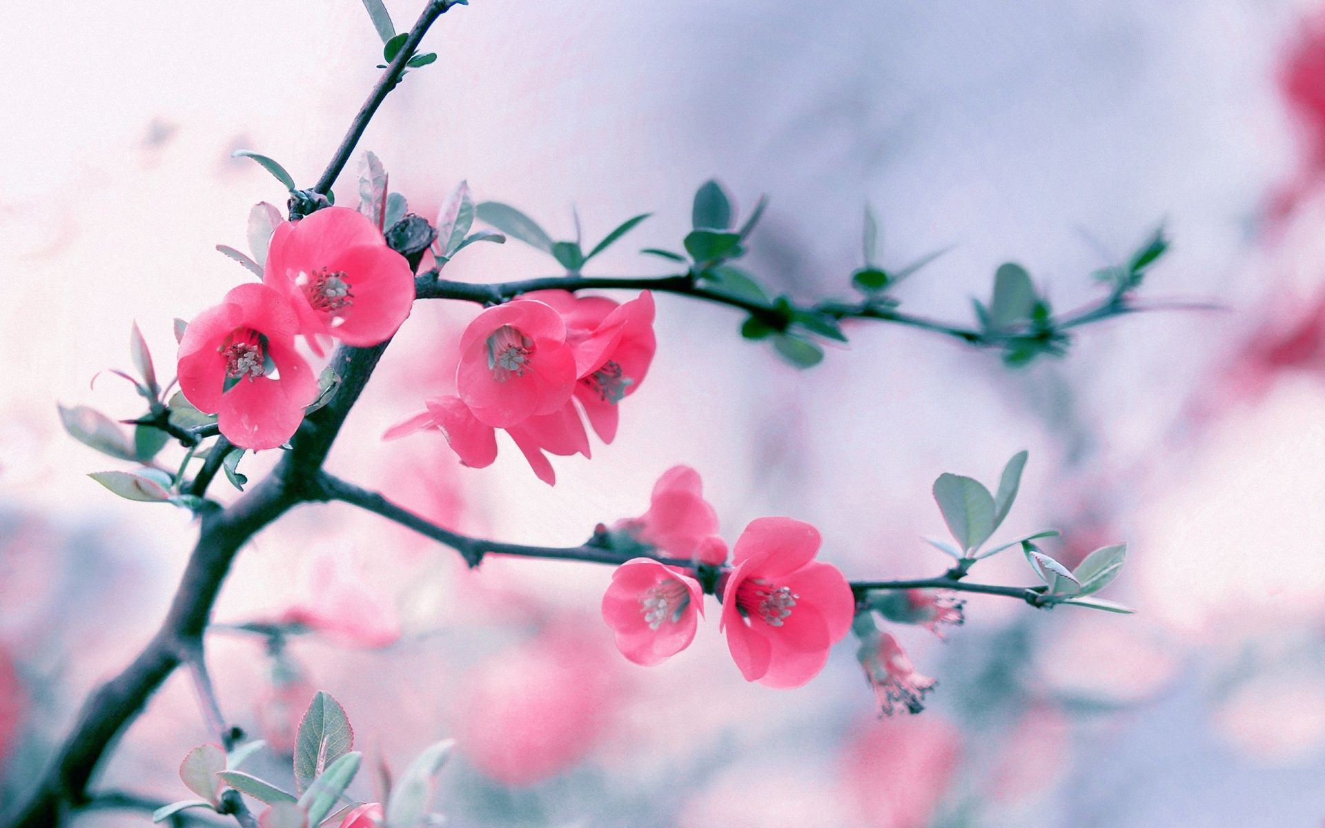 Fiori rosa su ramo, 1920x1200 Full HD+, PC Desktop