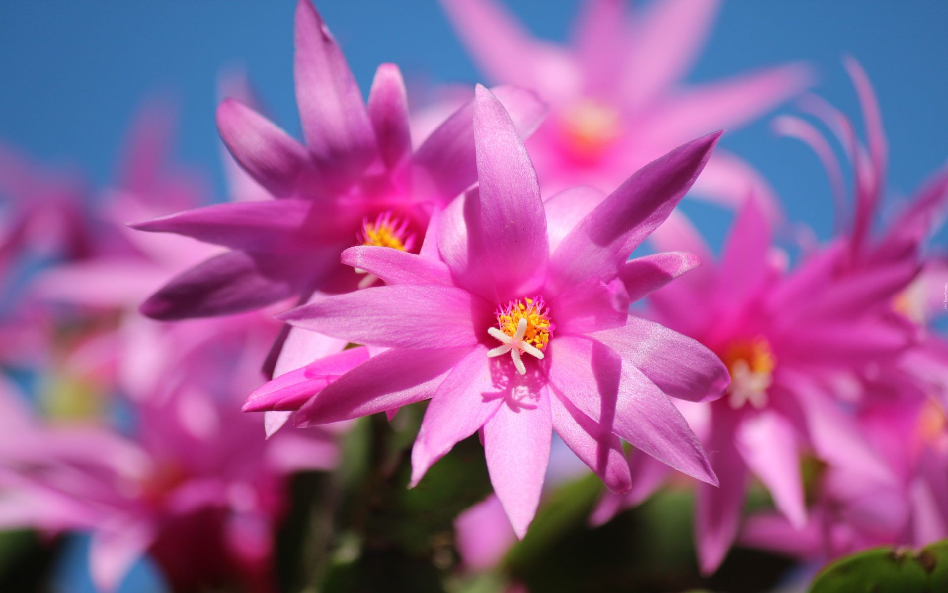Cactus di Natale fiori rosa, 1920x1200 Full HD+, Monitor Gaming