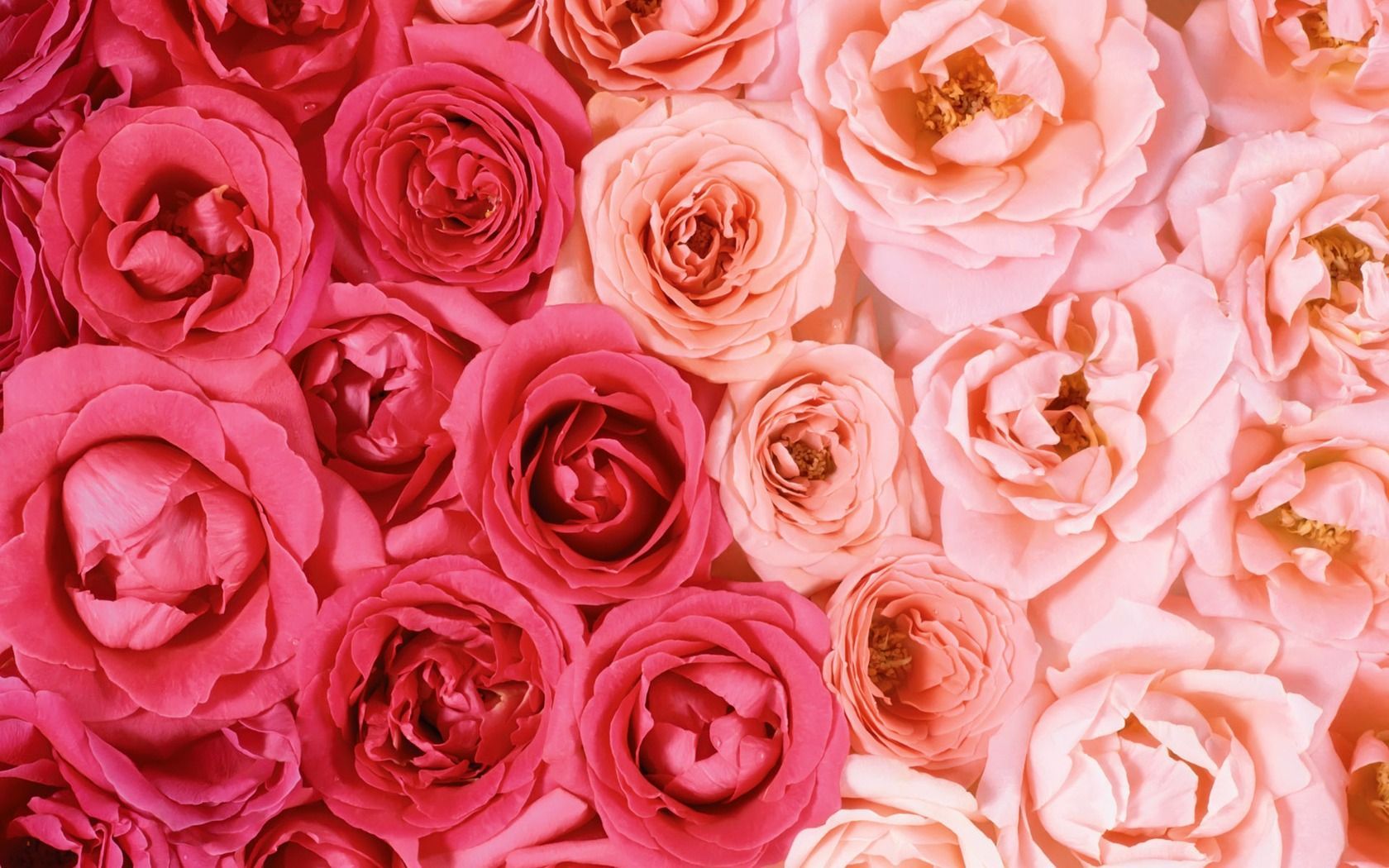 Rose rosa e fucsia, 1680x1050 HD Ready, PC