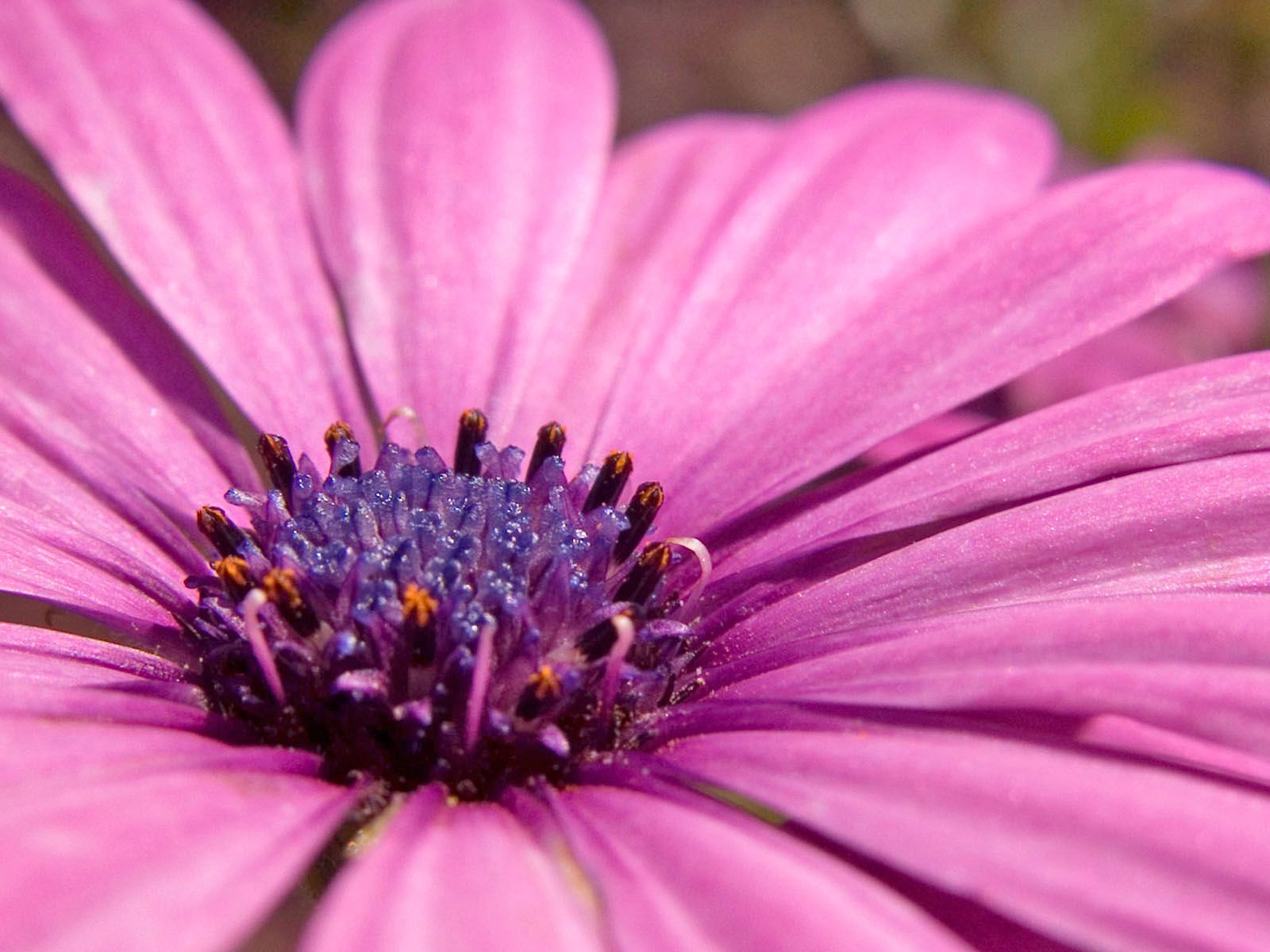 Fiore rosa macro dettaglio, 1600x1200 900p, Monitor Gaming