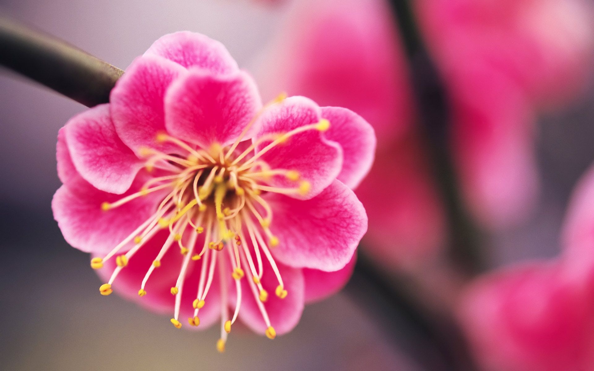 Fiore di pesco rosa, 1920x1200 WUXGA, PC