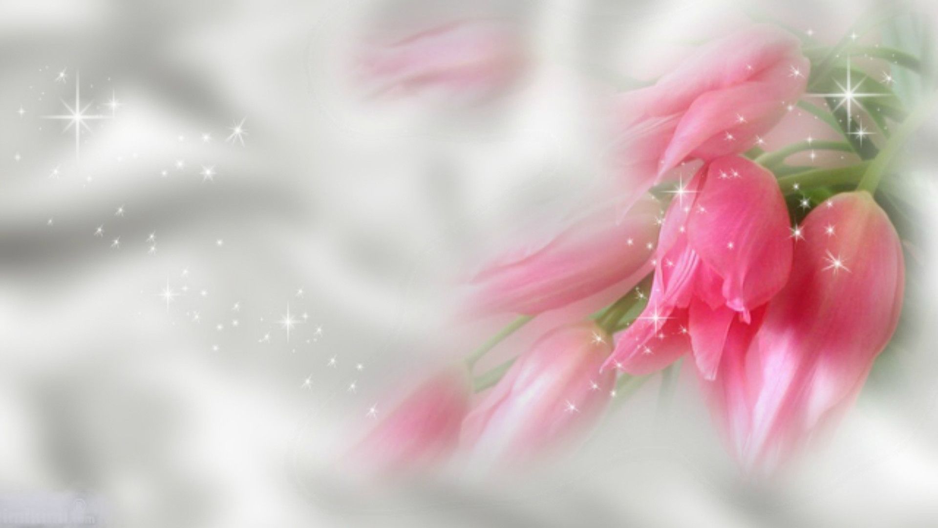 Fiori rosa sfocati sfondo grigio, 1920x1080 1080p, PC