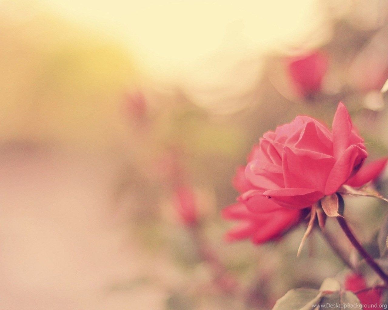 Rosa rossa sfocata vintage, 1280x1024 720p, PC