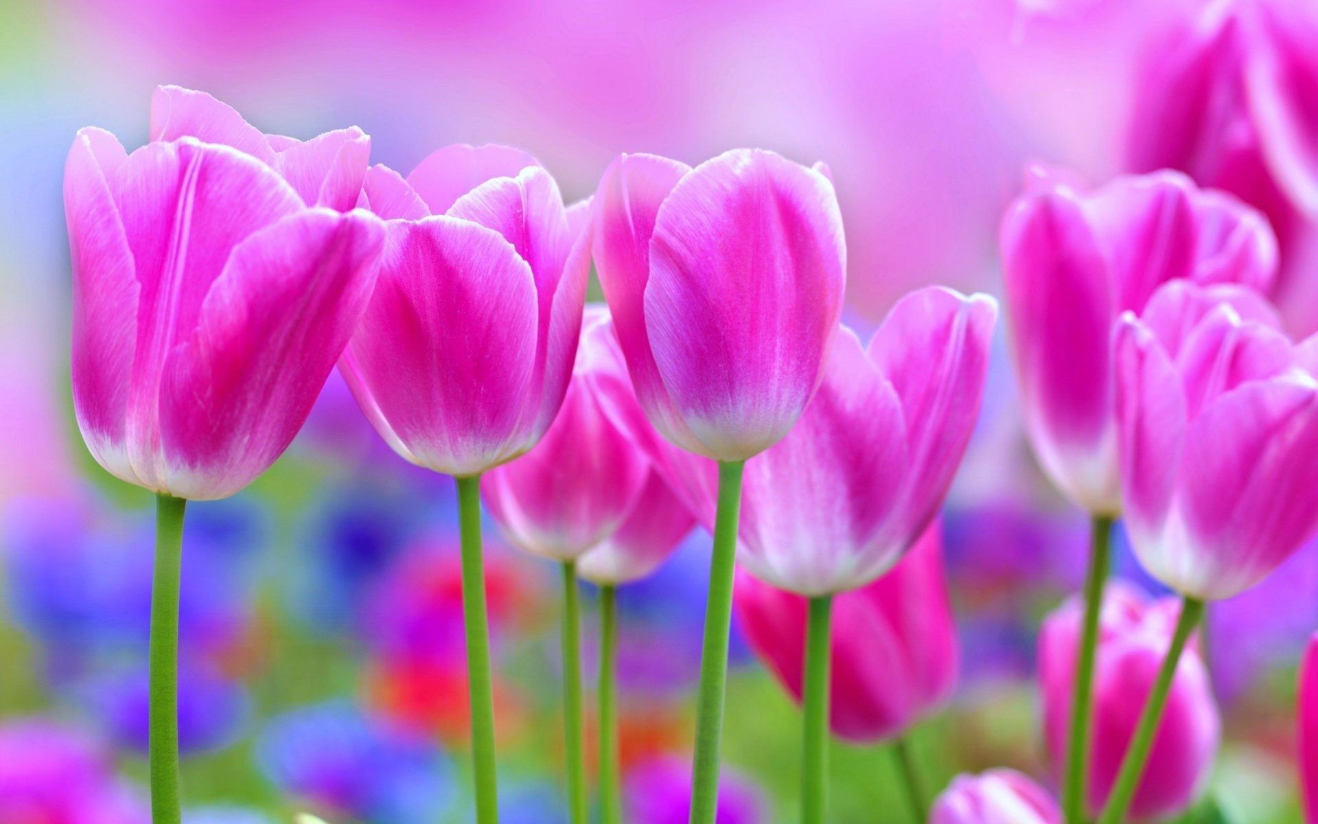 Tulipani rosa in fiore, 1920x1200 WUXGA, Monitor Gaming