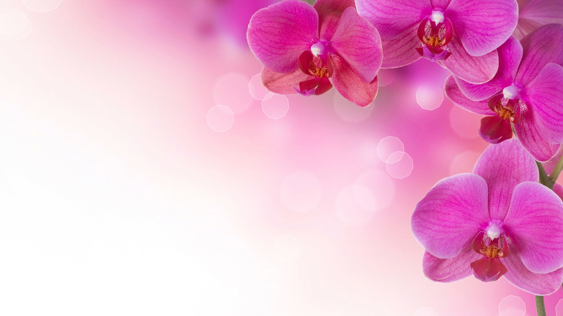Orchidee rosa sfondo bokeh, 1920x1080 Full HD 1080p, PC Desktop