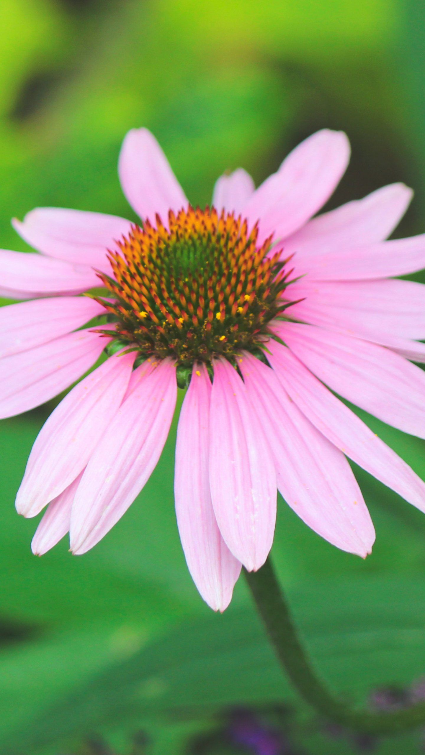 Fiore rosa echinacea, 1440x2560 Full HD Verticale, Samsung Galaxy
