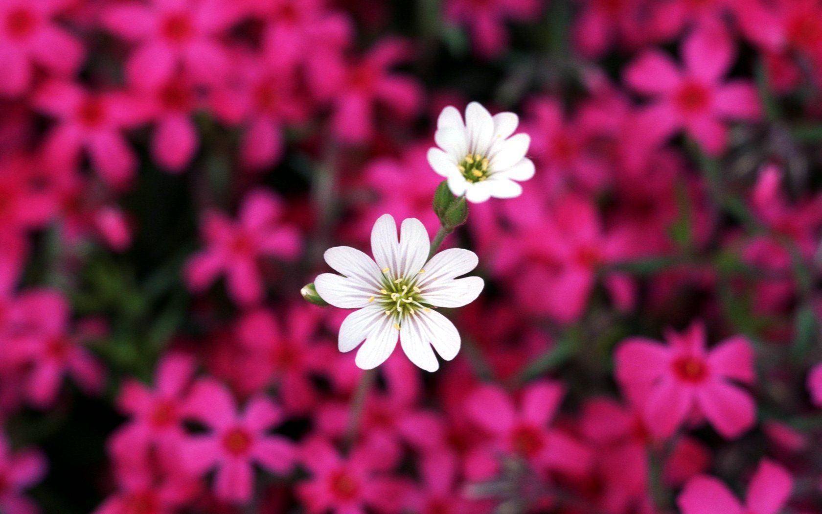Fiori bianchi tra fiori rosa, 1680x1050 HD, PC