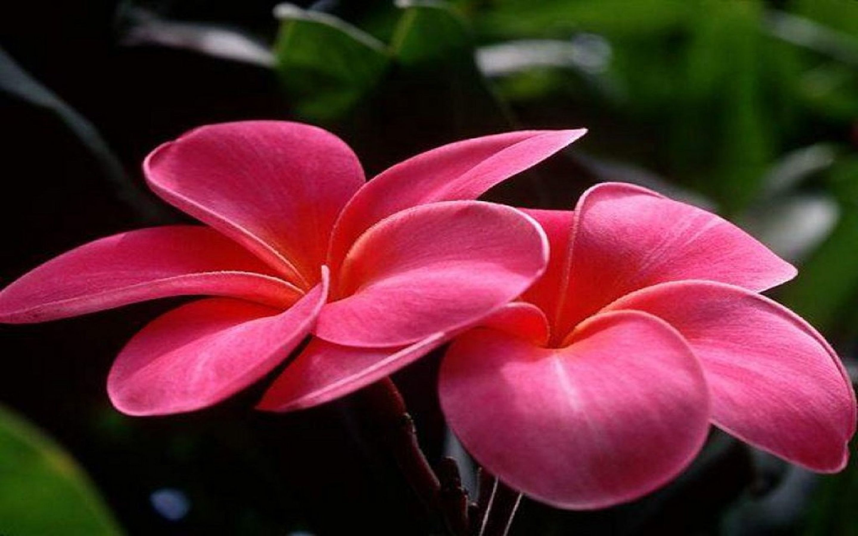 Fiori rosa di plumeria, 2880x1800 WQXGA, PC Desktop