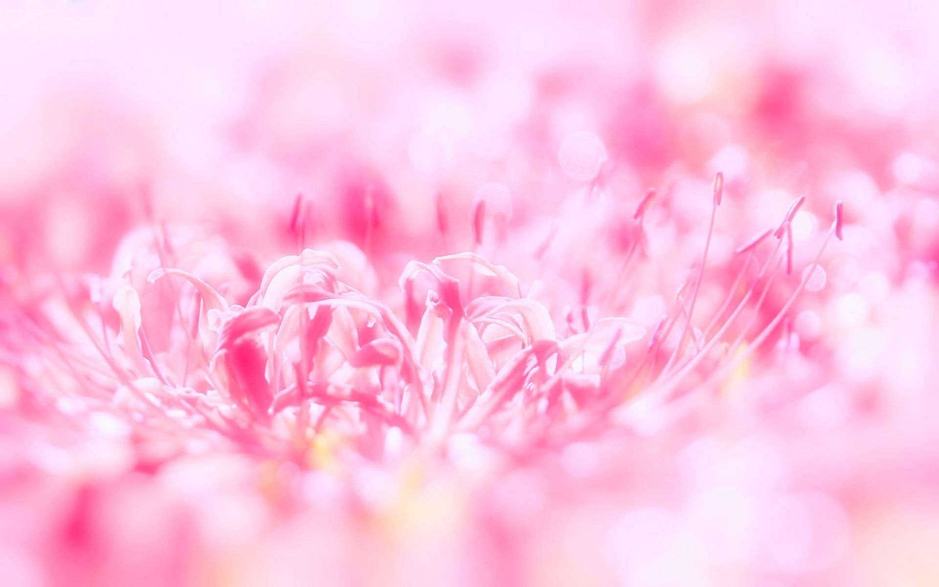 Fiori rosa sfocati macro, 1920x1200 WUXGA, Desktop