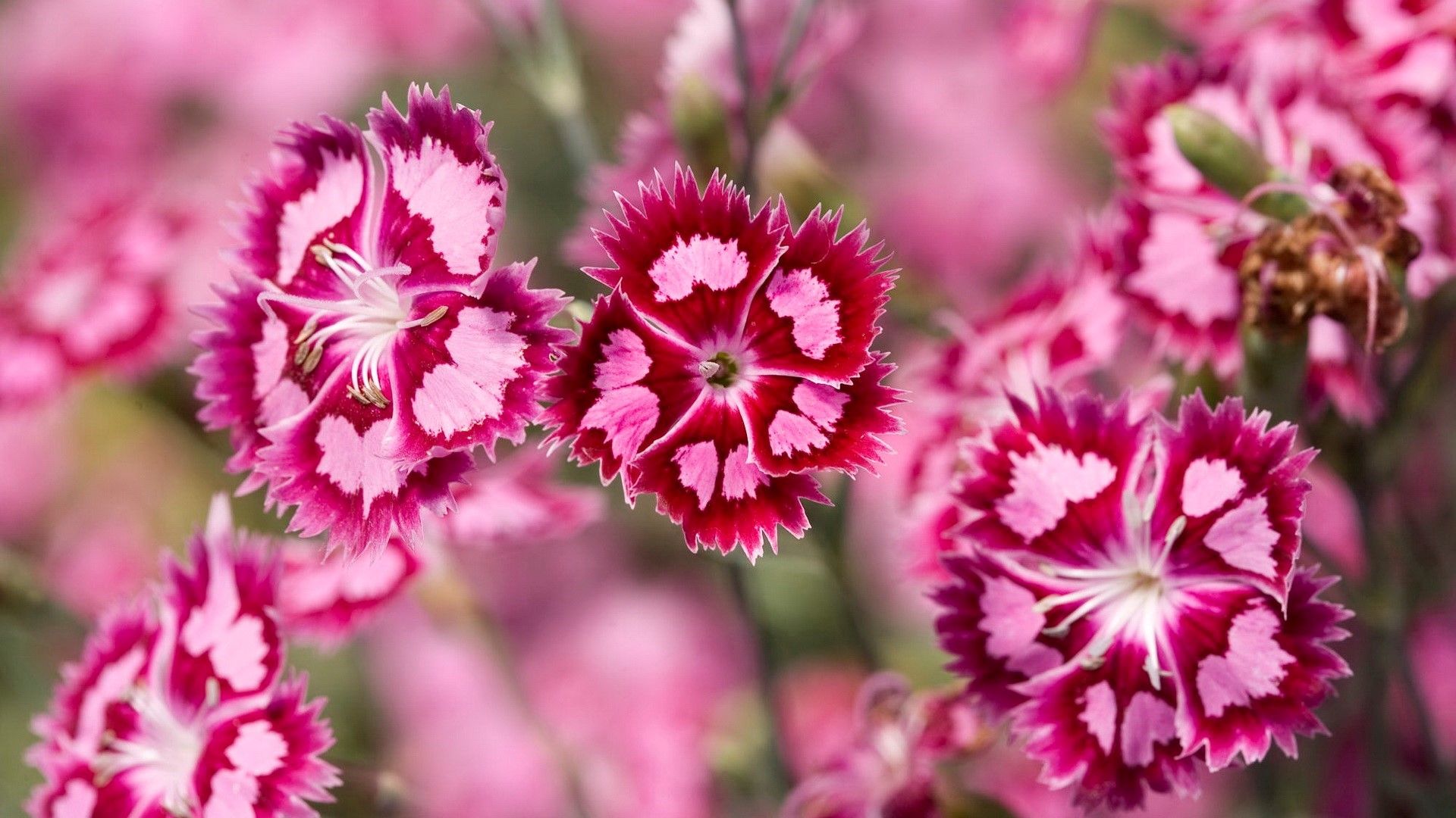 Fiori garofano rosa, 1920x1080 Full HD 1080p, Desktop