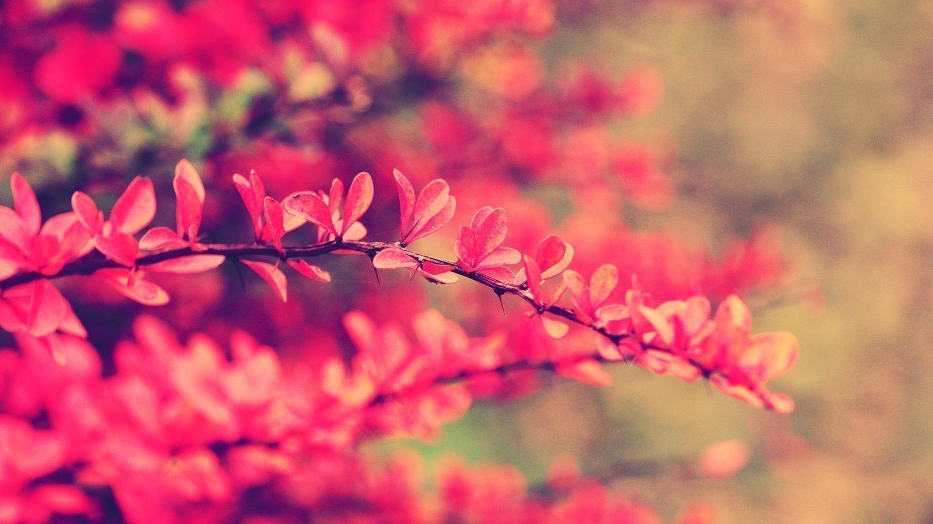 Ramo con fiori rosa, 1920x1080 Full HD, Monitor Gaming
