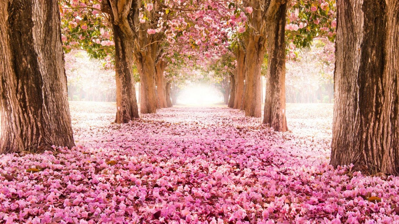 Viale alberato fiori rosa, 1366x768 HD, PC Desktop