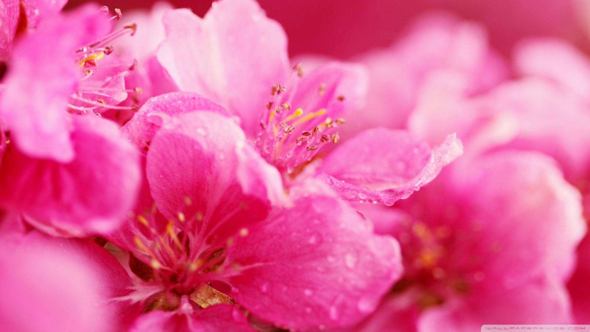 Fiori rosa con gocce d'acqua, 1920x1080 Full HD 1080p, Desktop