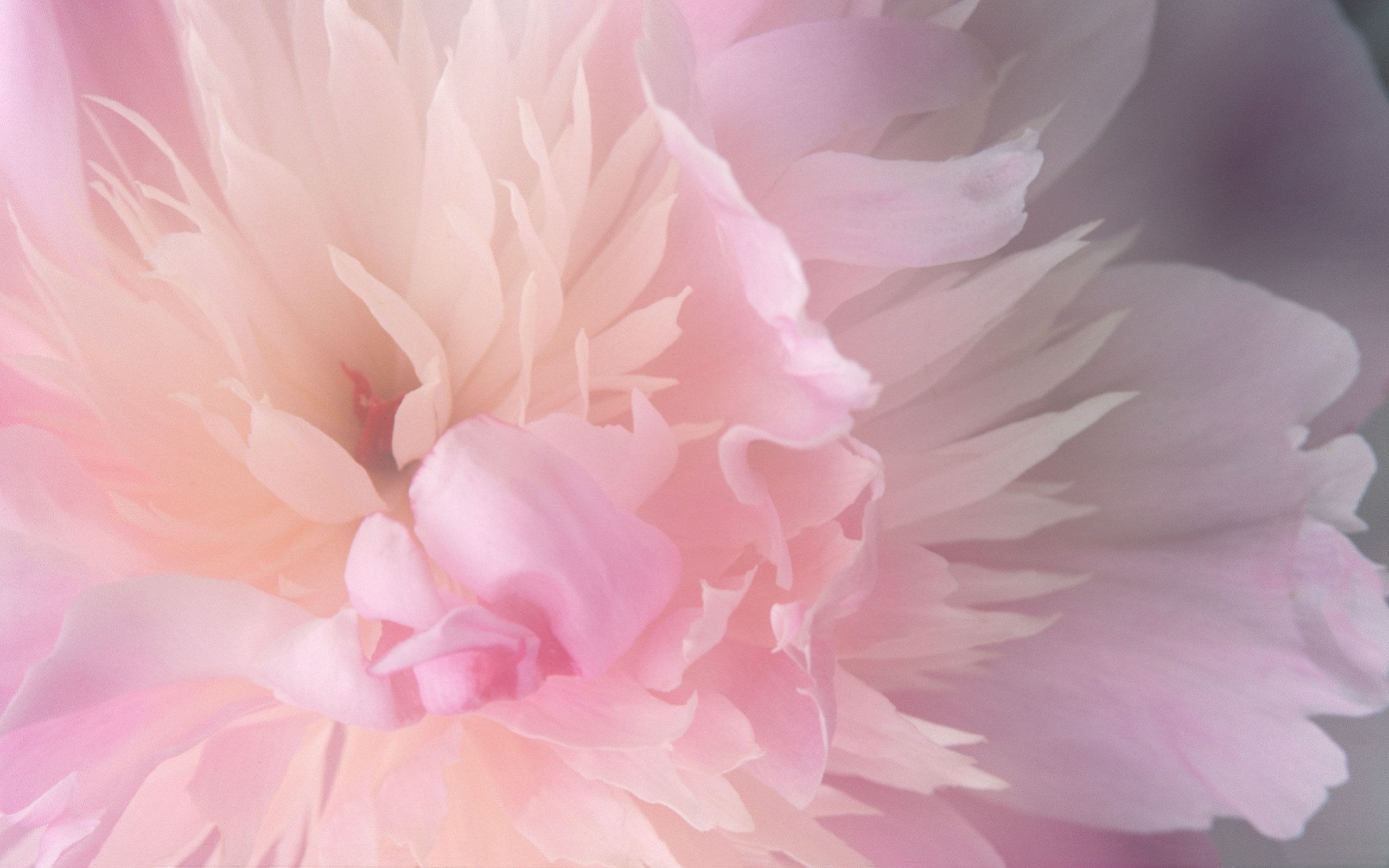 Fiore rosa sfocato, 2560x1600 WQXGA, Monitor Gaming