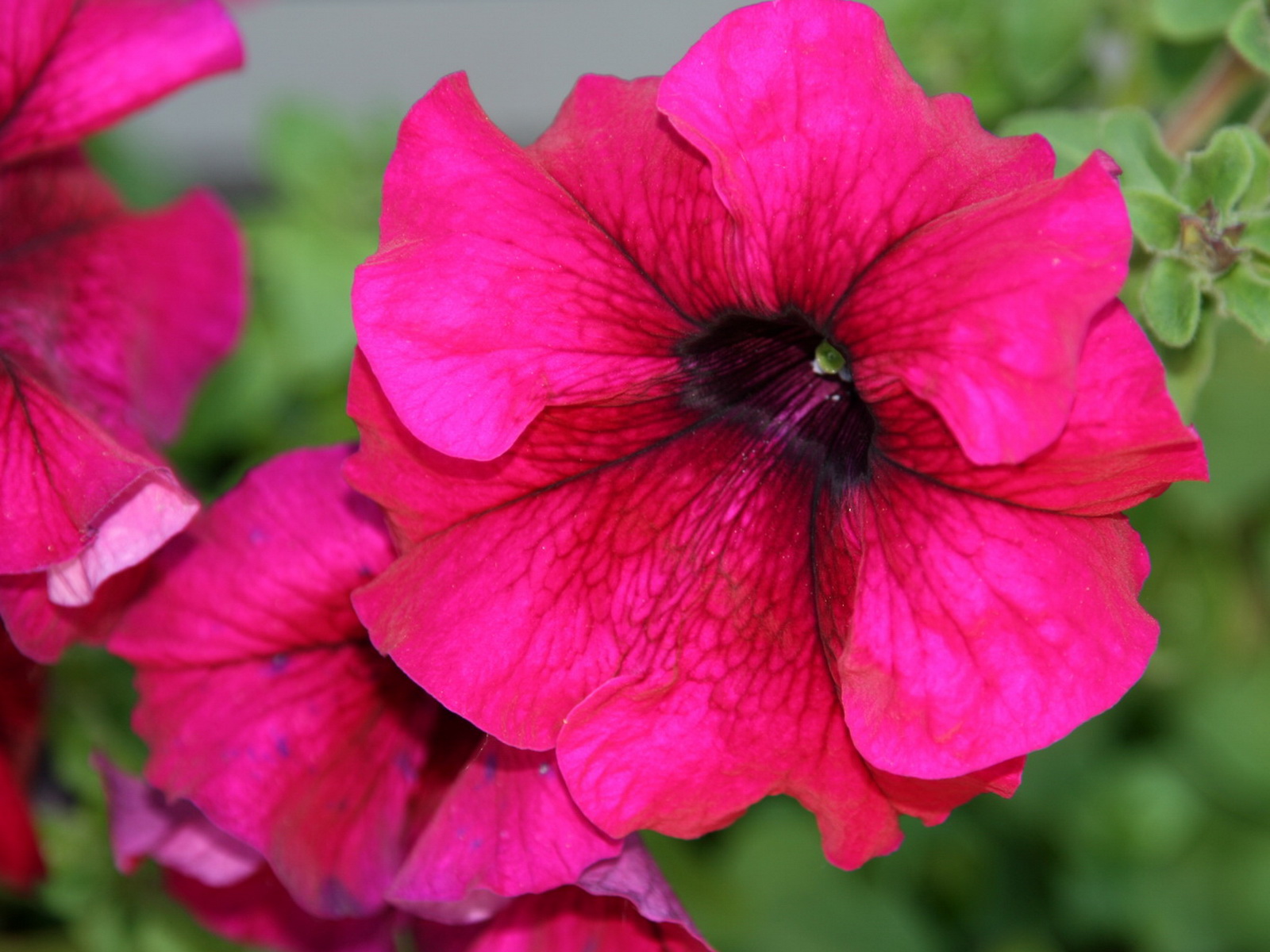 Petunie rosa fucsia, 1600x1200 900p, PC Desktop