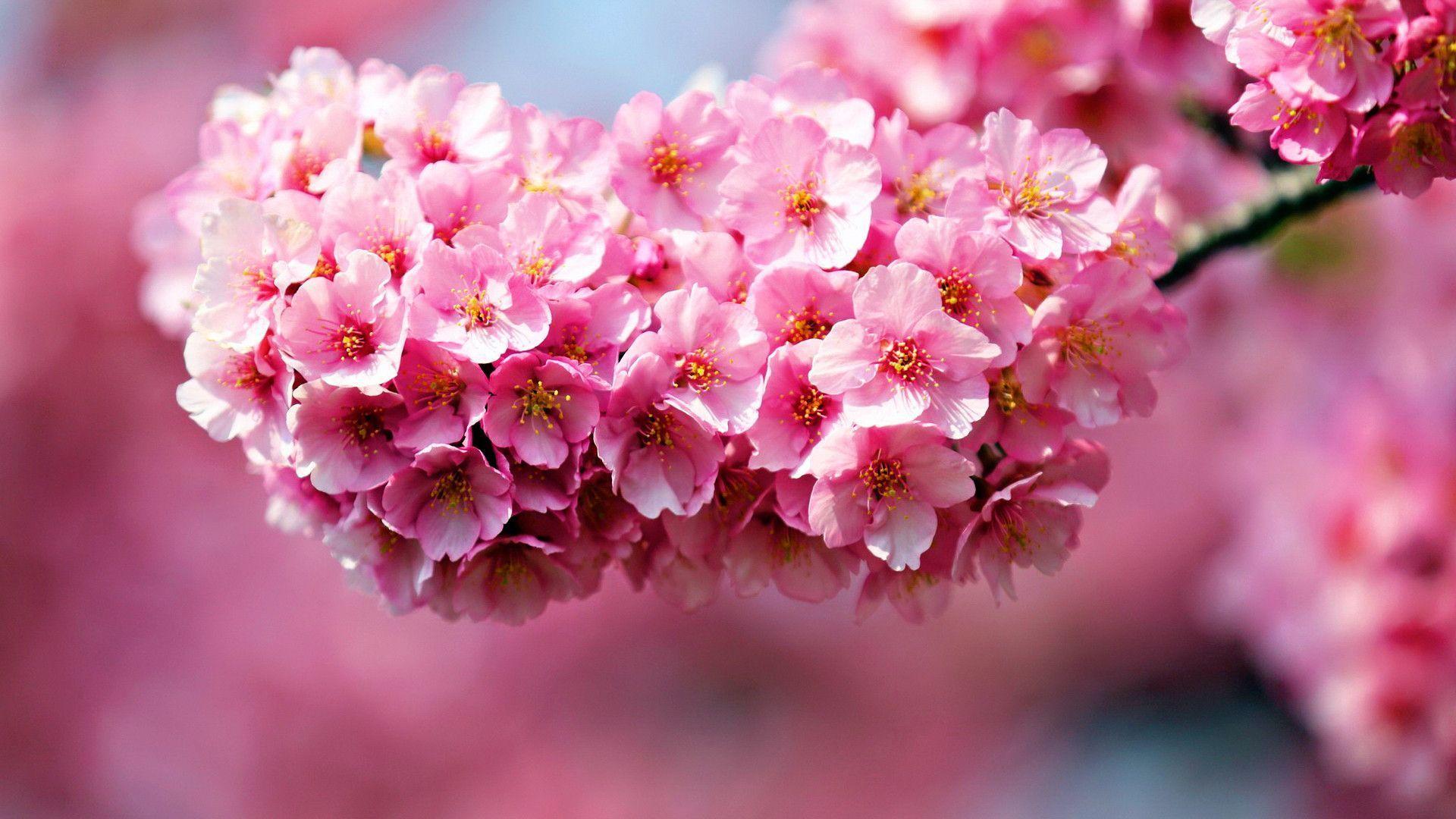 Fiori di ciliegio rosa, 1920x1080 1080p, Desktop