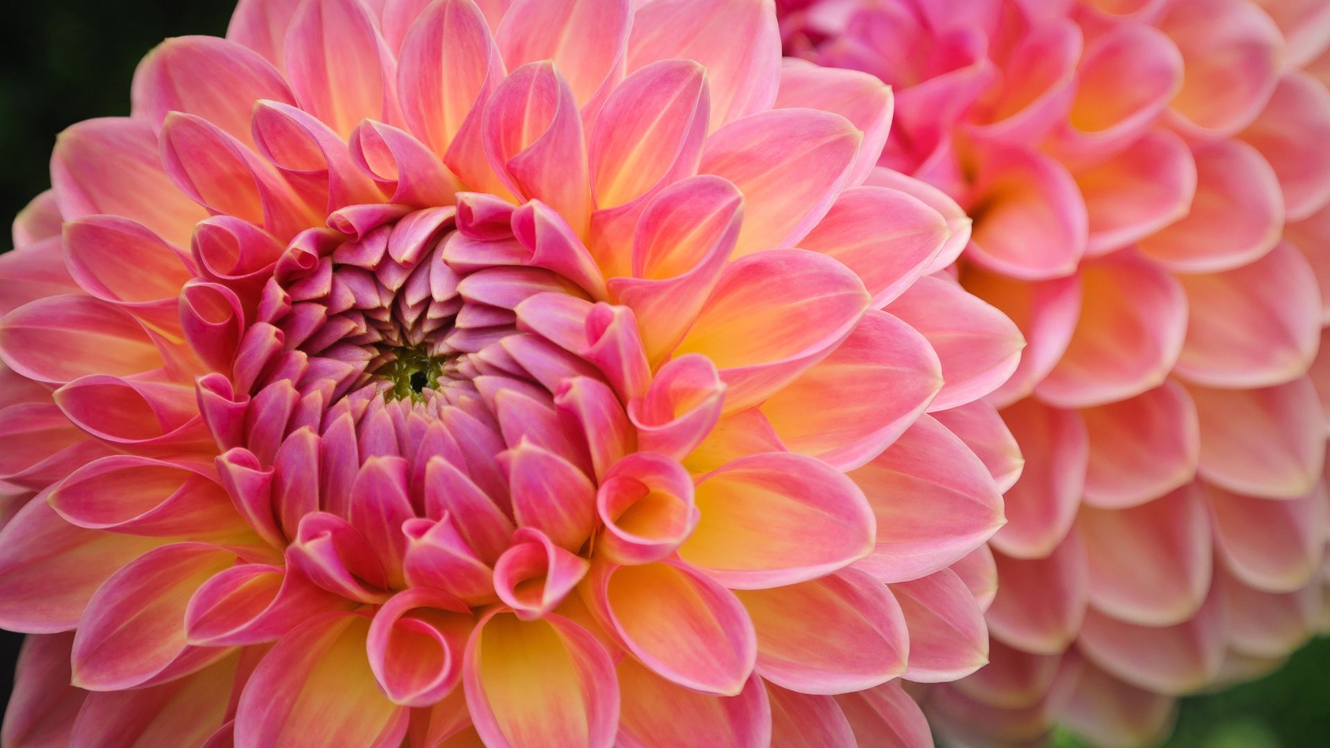 Dalie rosa in primo piano, 1920x1080 1080p, PC Desktop