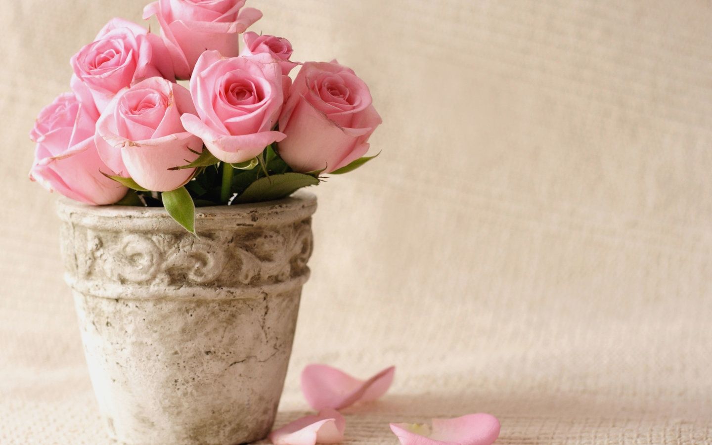 Rose rosa in vaso, 1440x900 720p, PC