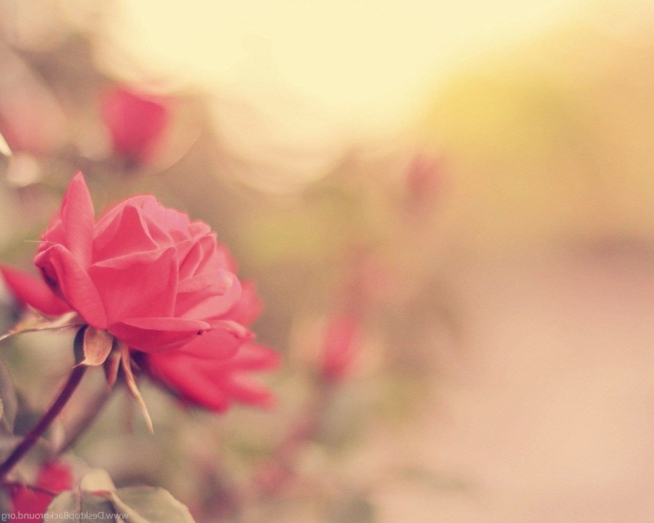 Rosa rosa sfocata, 1280x1024 720p, PC