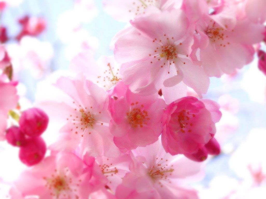 Fiori di ciliegio rosa, 1024x768 HD, Desktop
