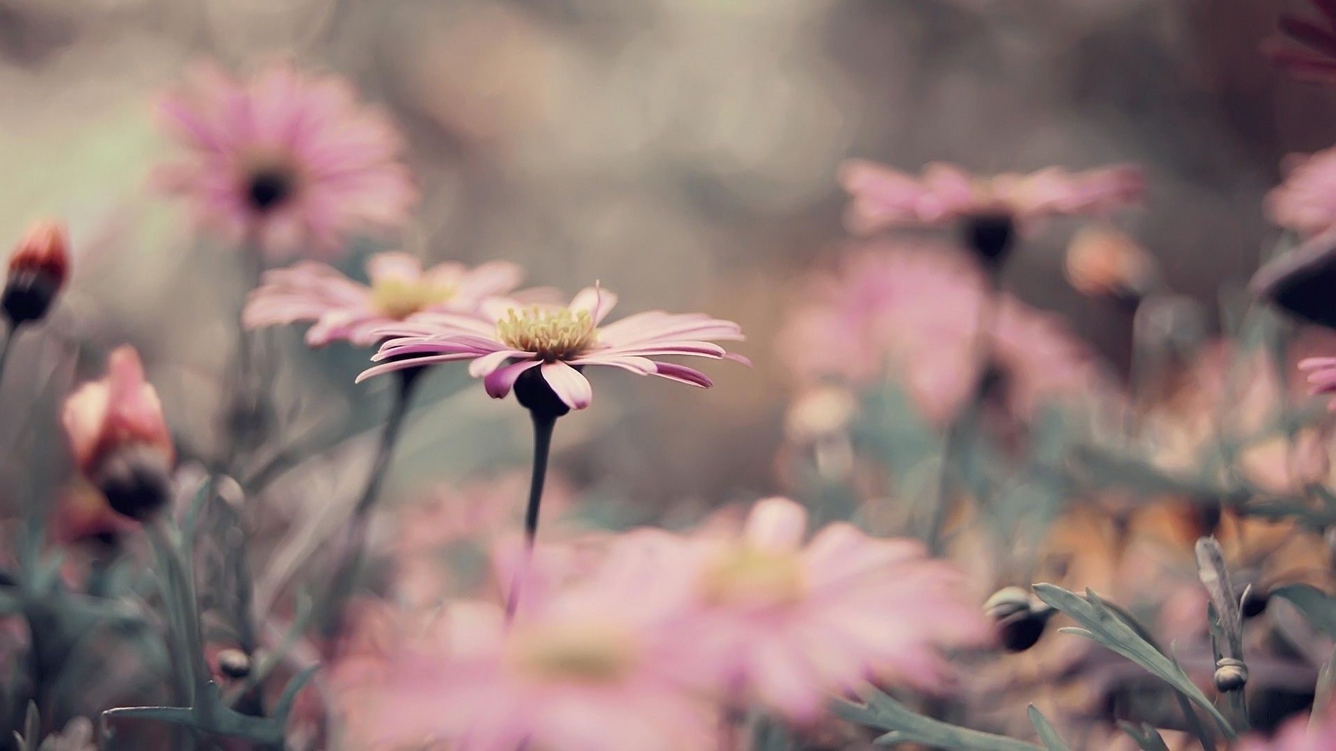 Fiori rosa margherite campo, 1920x1080 1080p, Monitor Gaming
