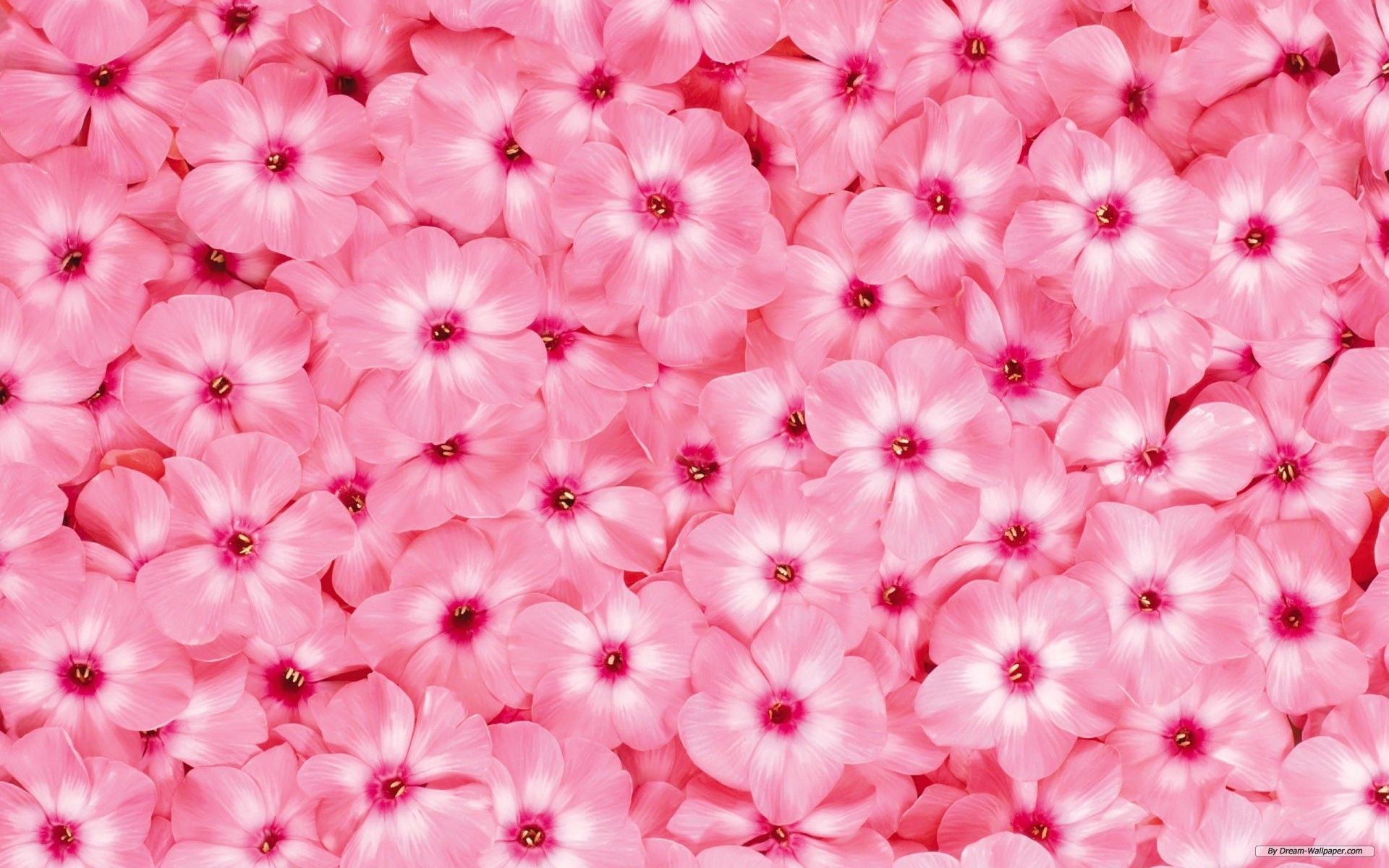 Fiori rosa clipart, 1920x1200 WUXGA, Monitor Gaming