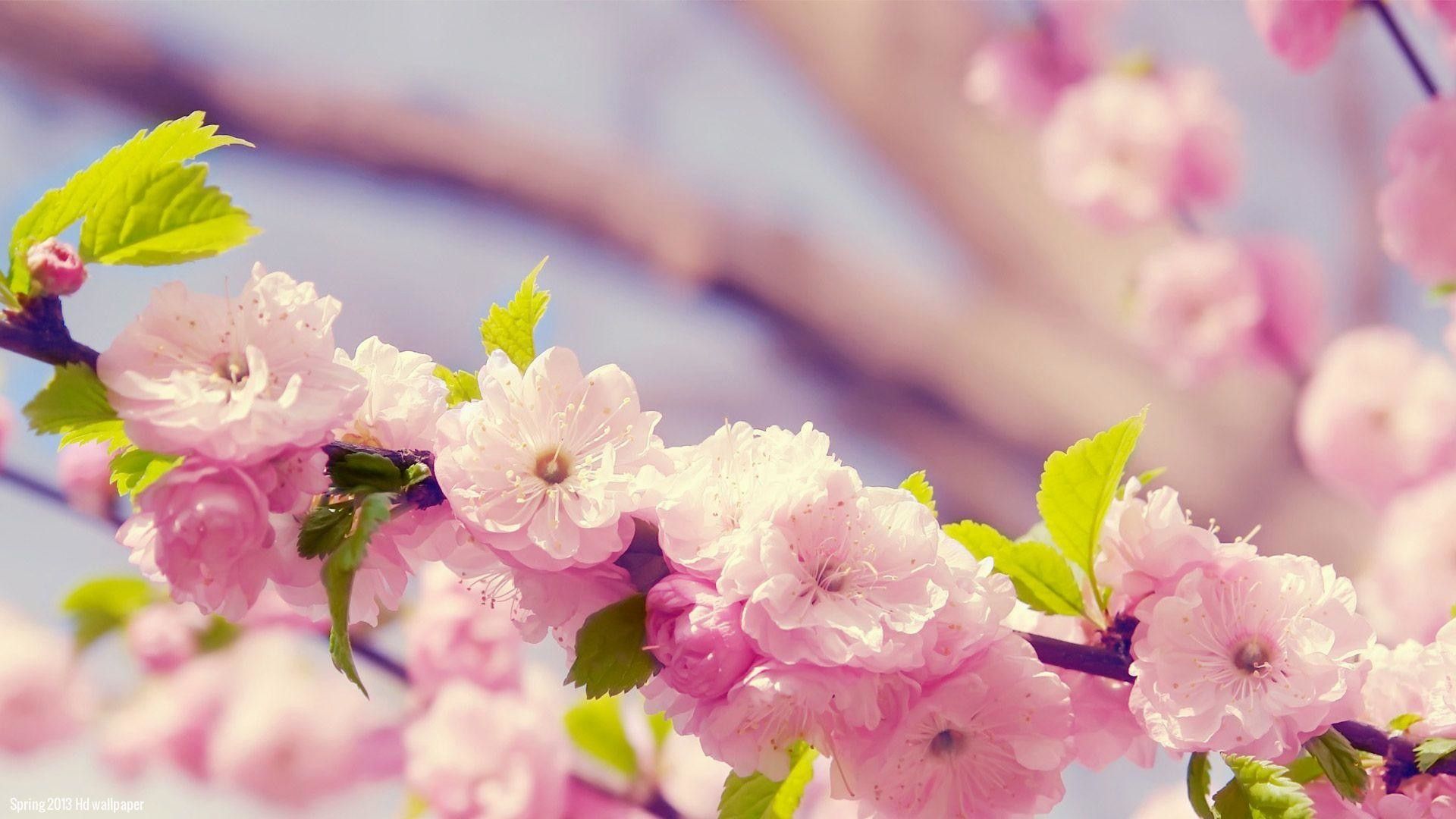 Fiori di ciliegio rosa, 1920x1080 Full HD 1080p, PC