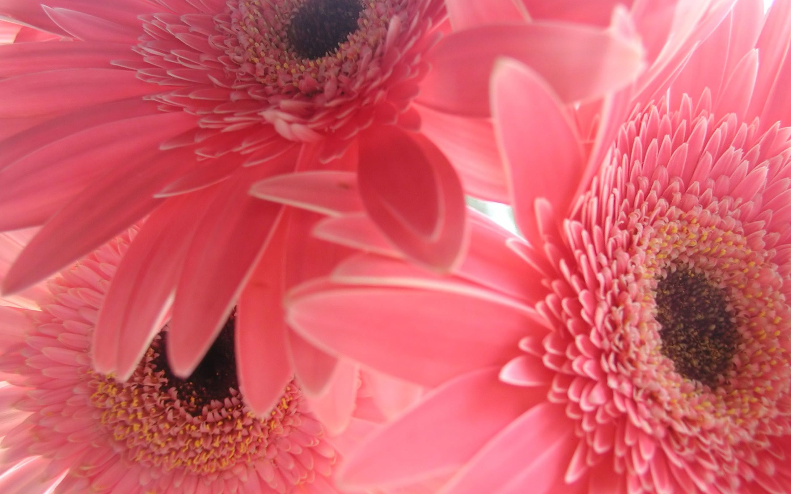 Gerbere rosa in primo piano, 2560x1600 WQXGA, Desktop
